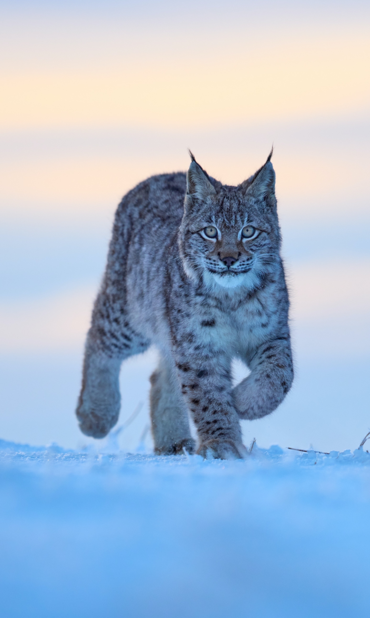 Handy-Wallpaper Tiere, Katzen, Luchs kostenlos herunterladen.