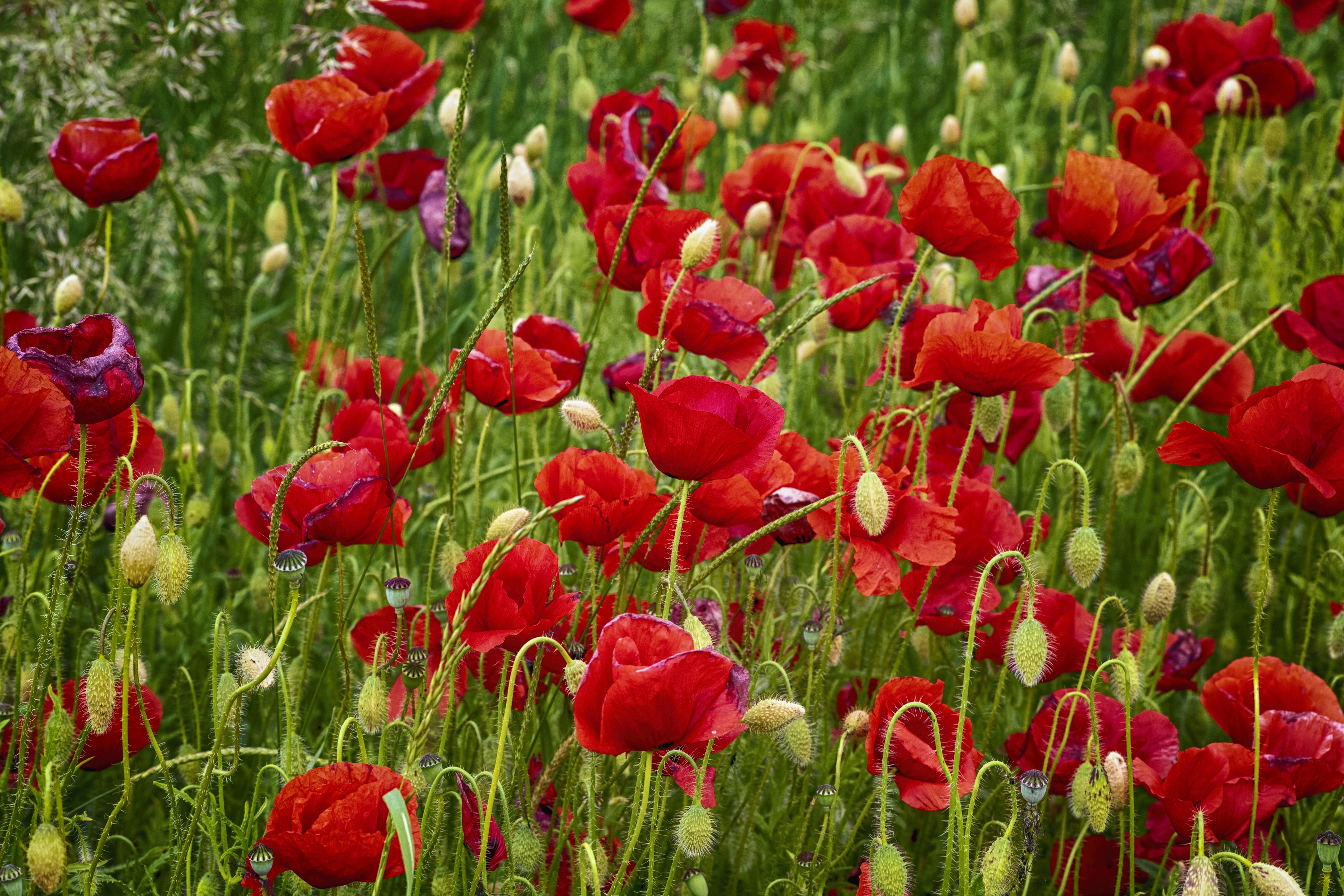 Download mobile wallpaper Flowers, Summer, Flower, Close Up, Earth, Poppy, Red Flower for free.