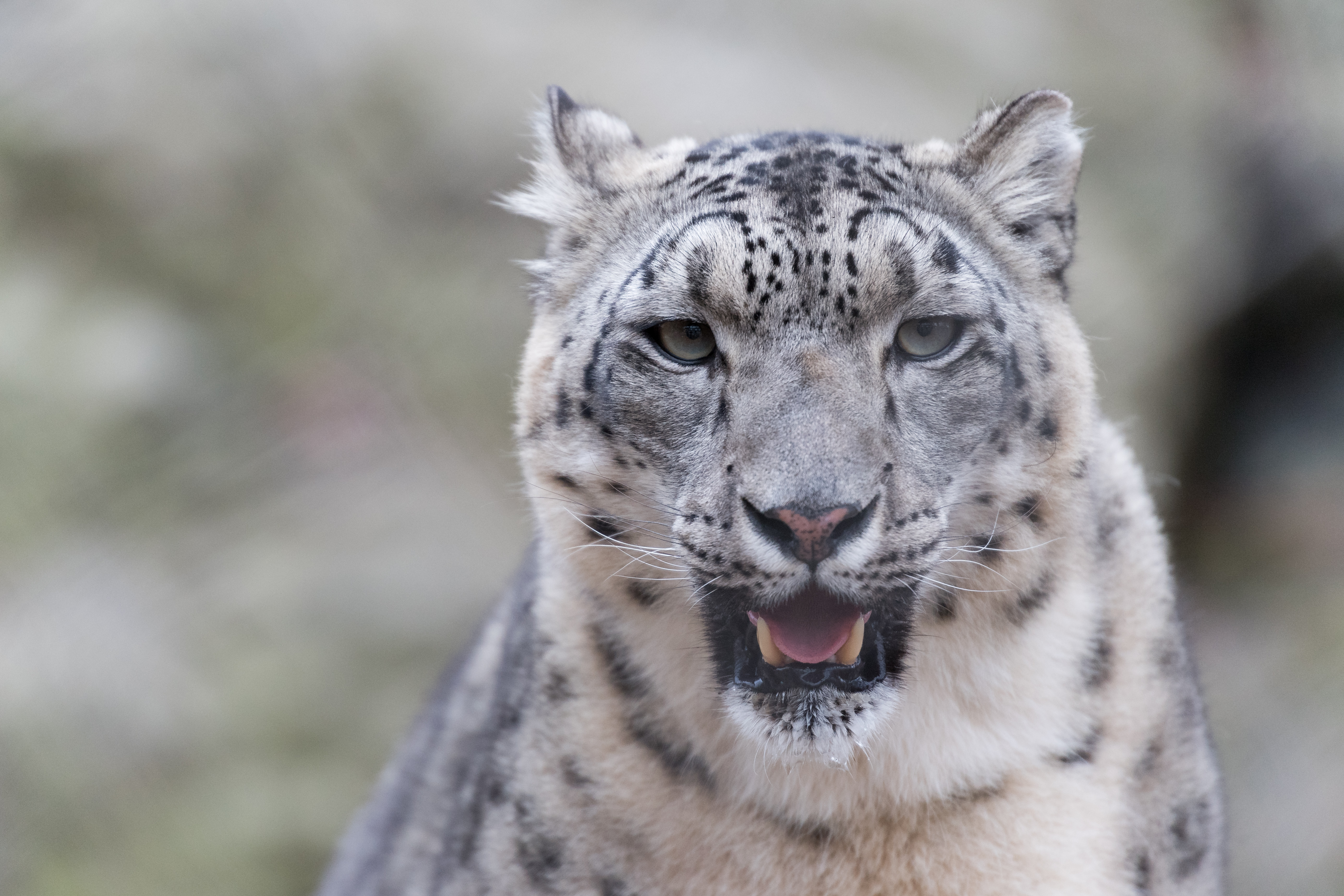 Download mobile wallpaper Fangs, Animals, Predator, Big Cat, Snow Leopard for free.