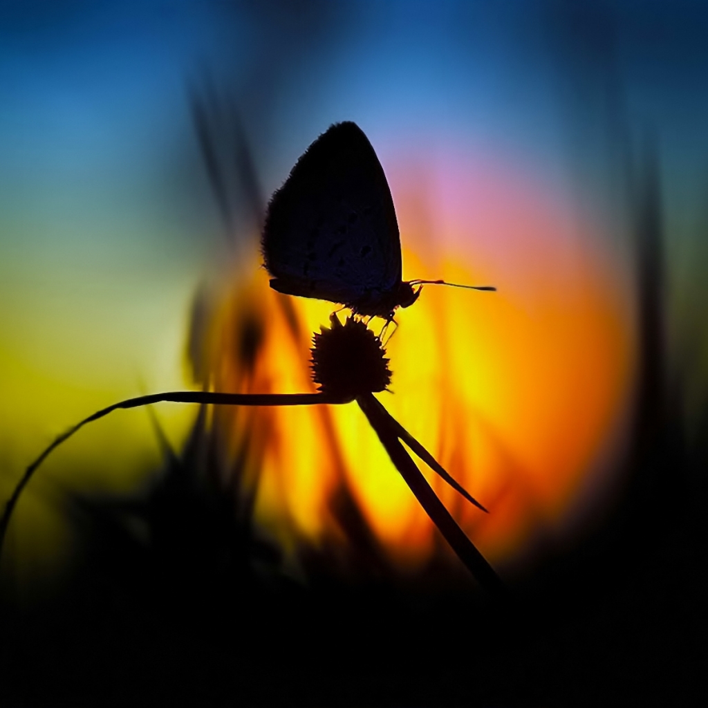 Download mobile wallpaper Butterfly, Animal for free.