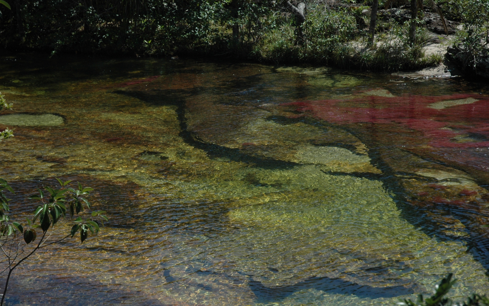 Téléchargez des papiers peints mobile Terre/nature, Caño Cristales gratuitement.