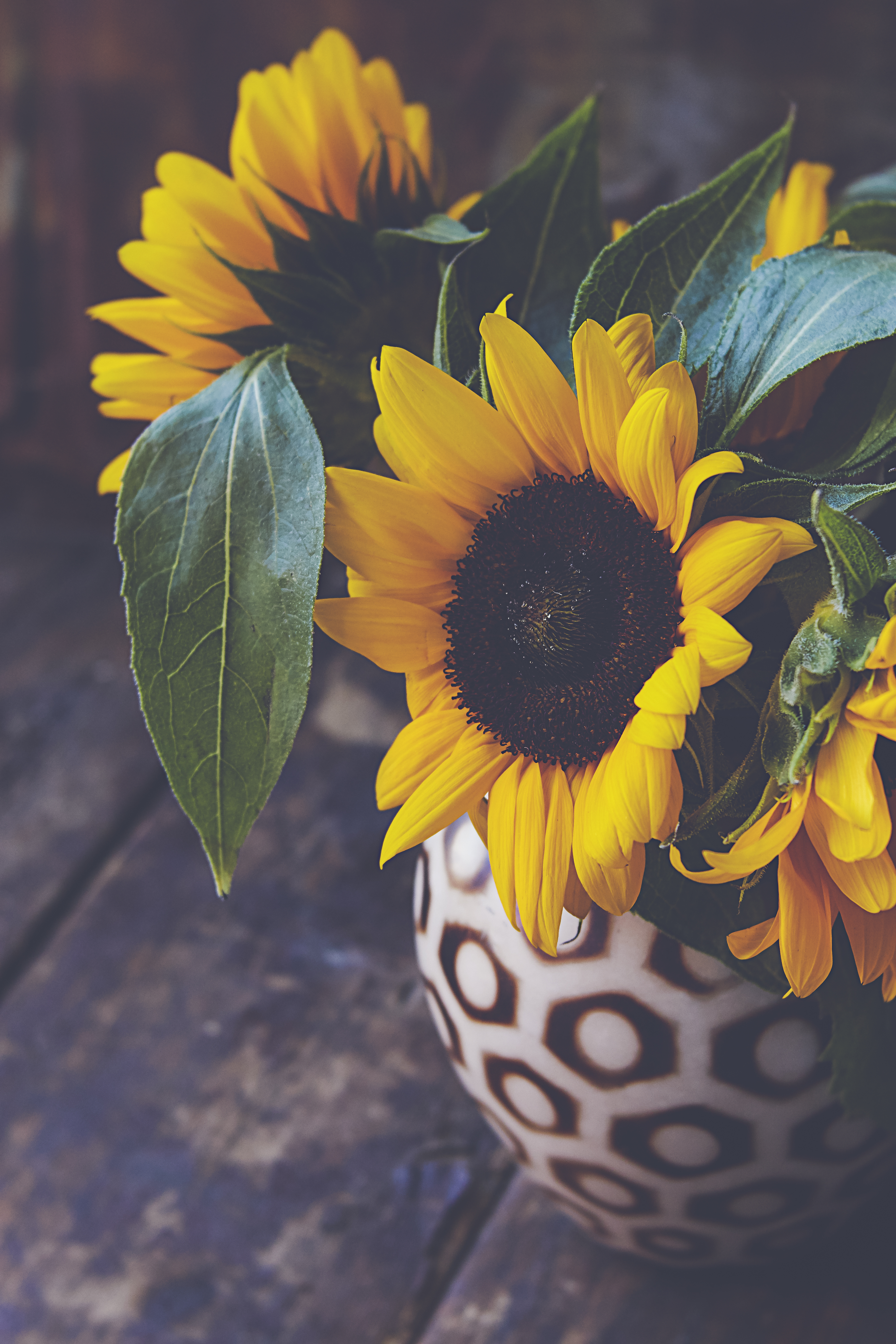 sunflower, flowers, flower, petals, vase