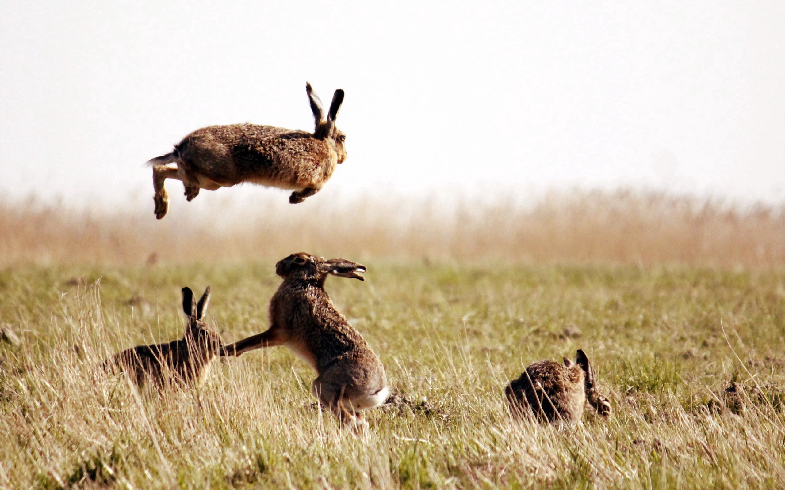 111496 скачать обои зайцы, трава, животные, поле, прыжок - заставки и картинки бесплатно