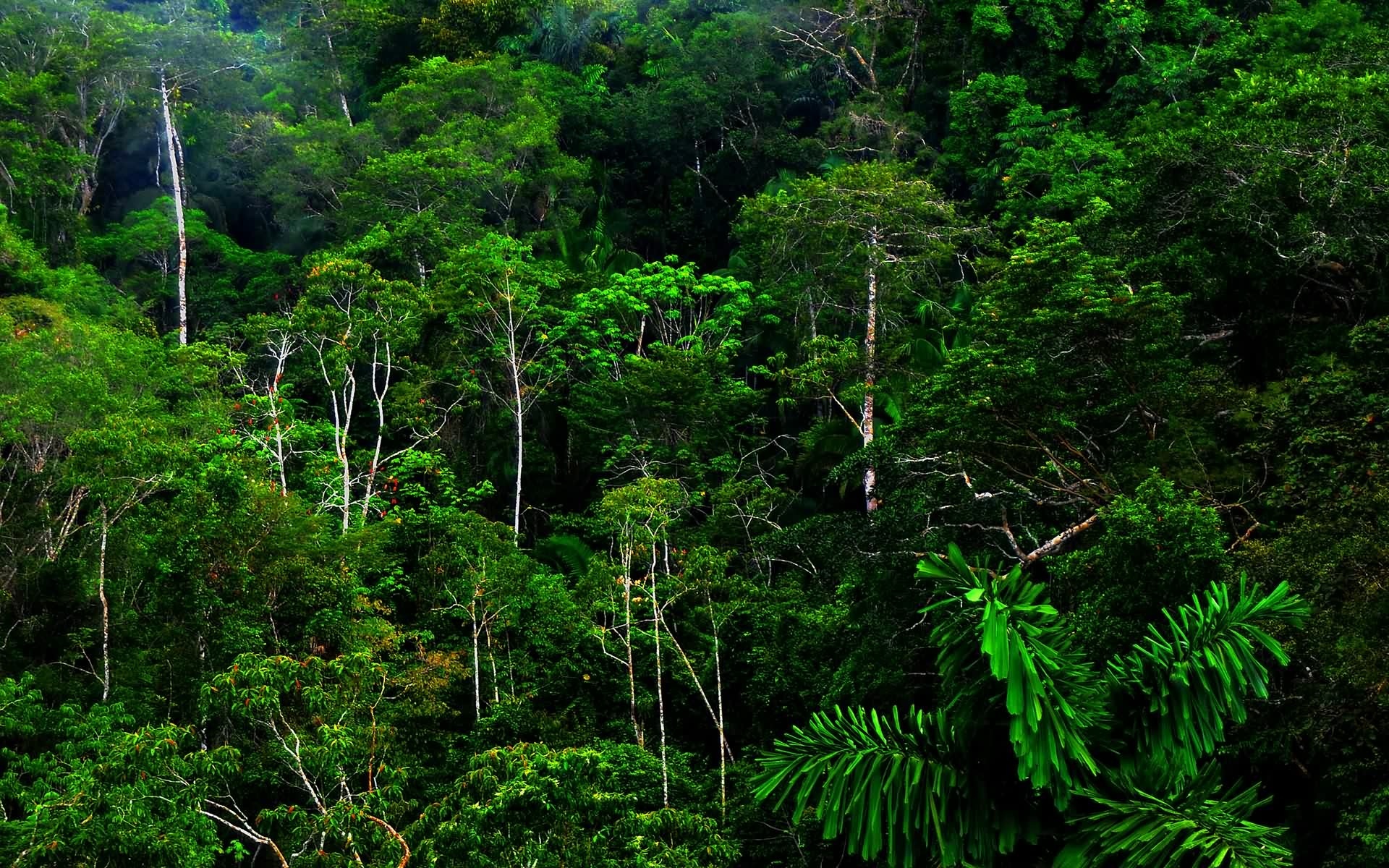 Téléchargez gratuitement l'image Jungle, Terre/nature sur le bureau de votre PC