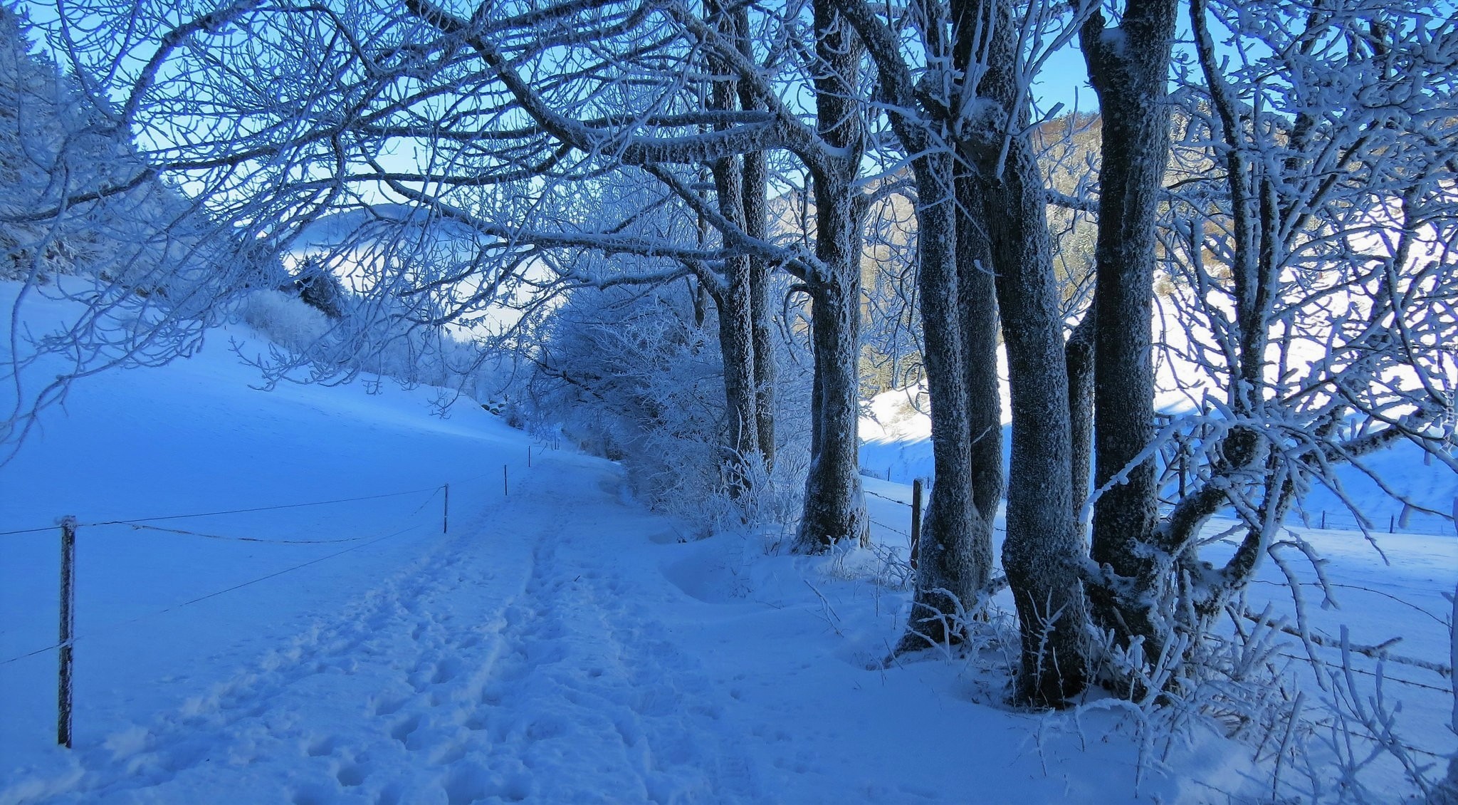 Download mobile wallpaper Winter, Snow, Tree, Earth, Path for free.