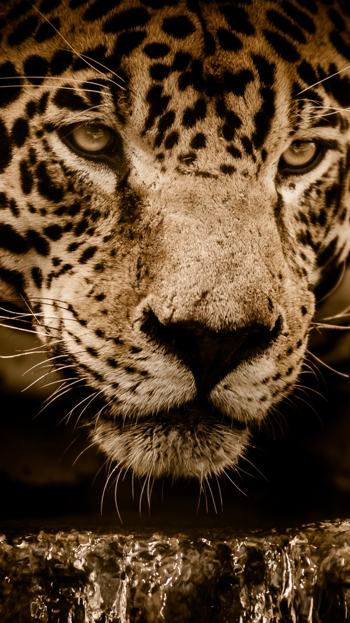 Download mobile wallpaper Cats, Jaguar, Animal for free.