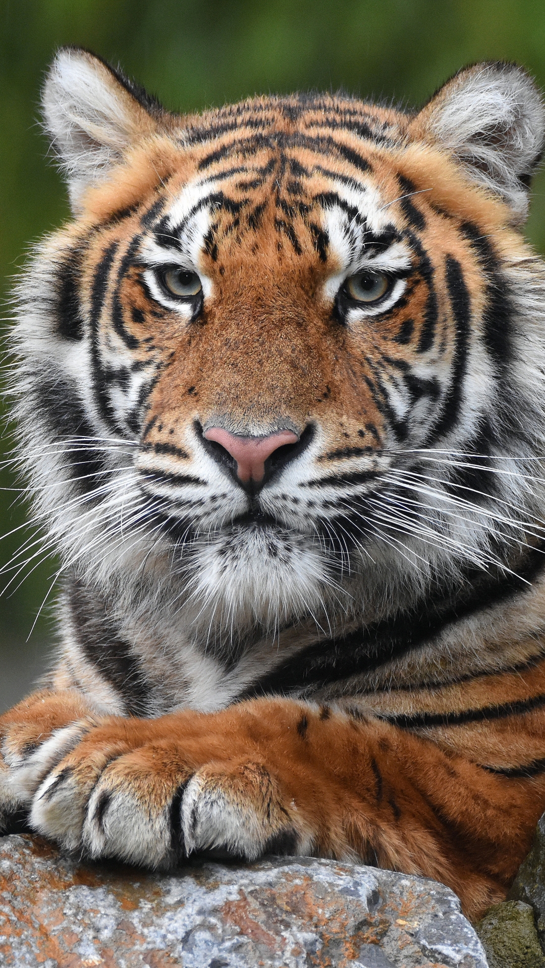 Download mobile wallpaper Cats, Animal, Tiger for free.