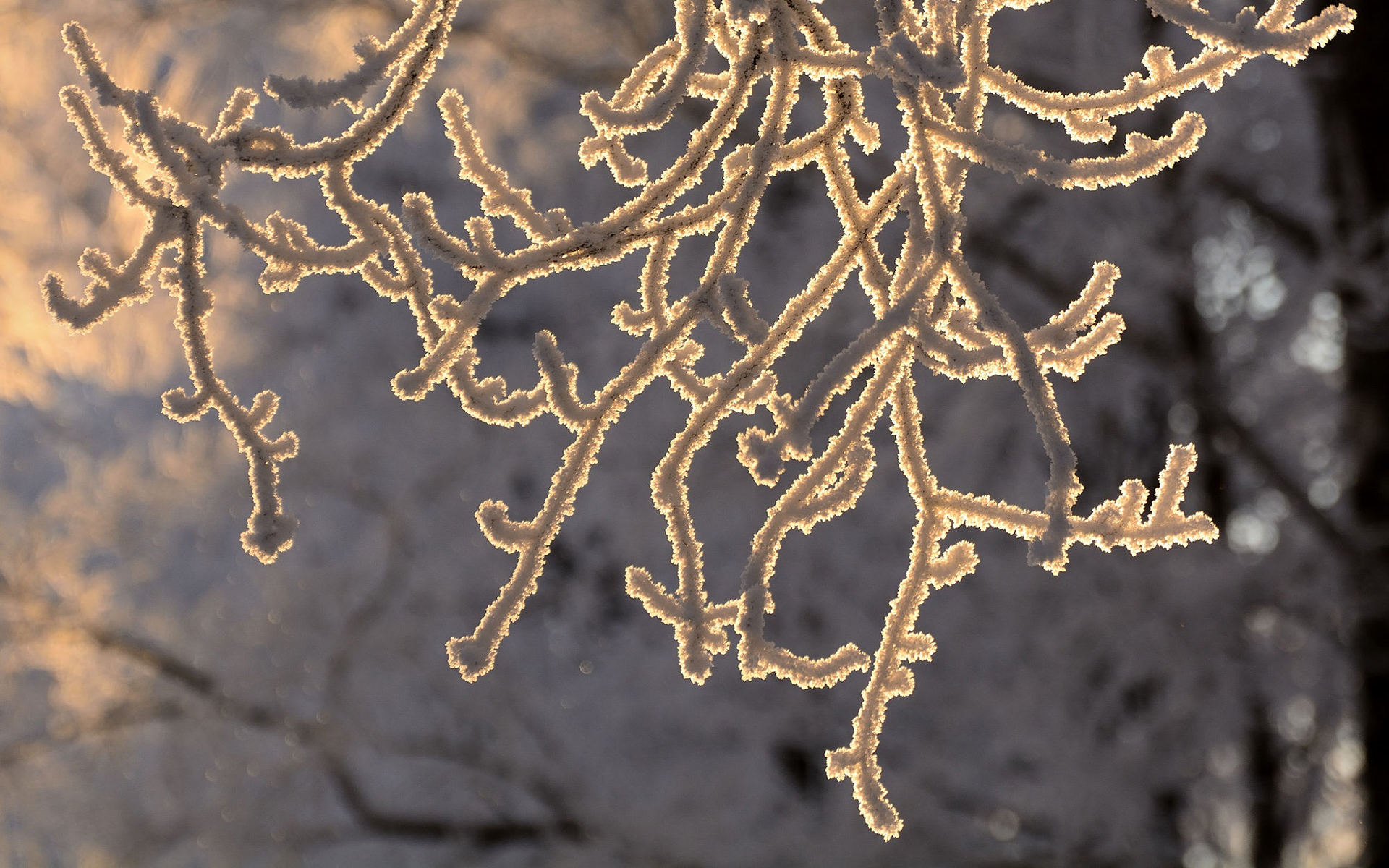 Download mobile wallpaper Winter, Macro, Close Up, Branch, Earth, Frost for free.