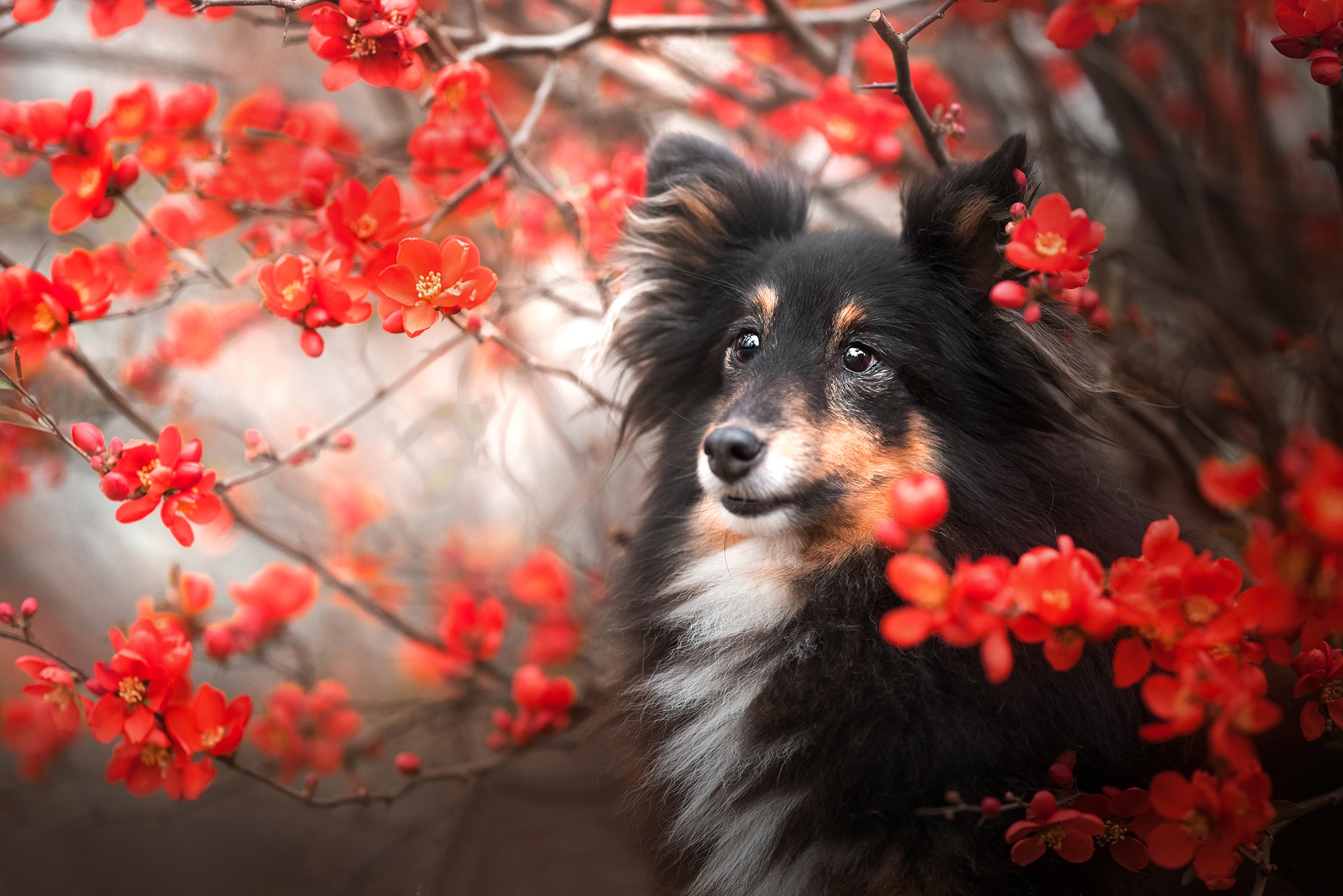 無料モバイル壁紙動物, 犬, 赤い花, シェットランド・シープドッグをダウンロードします。