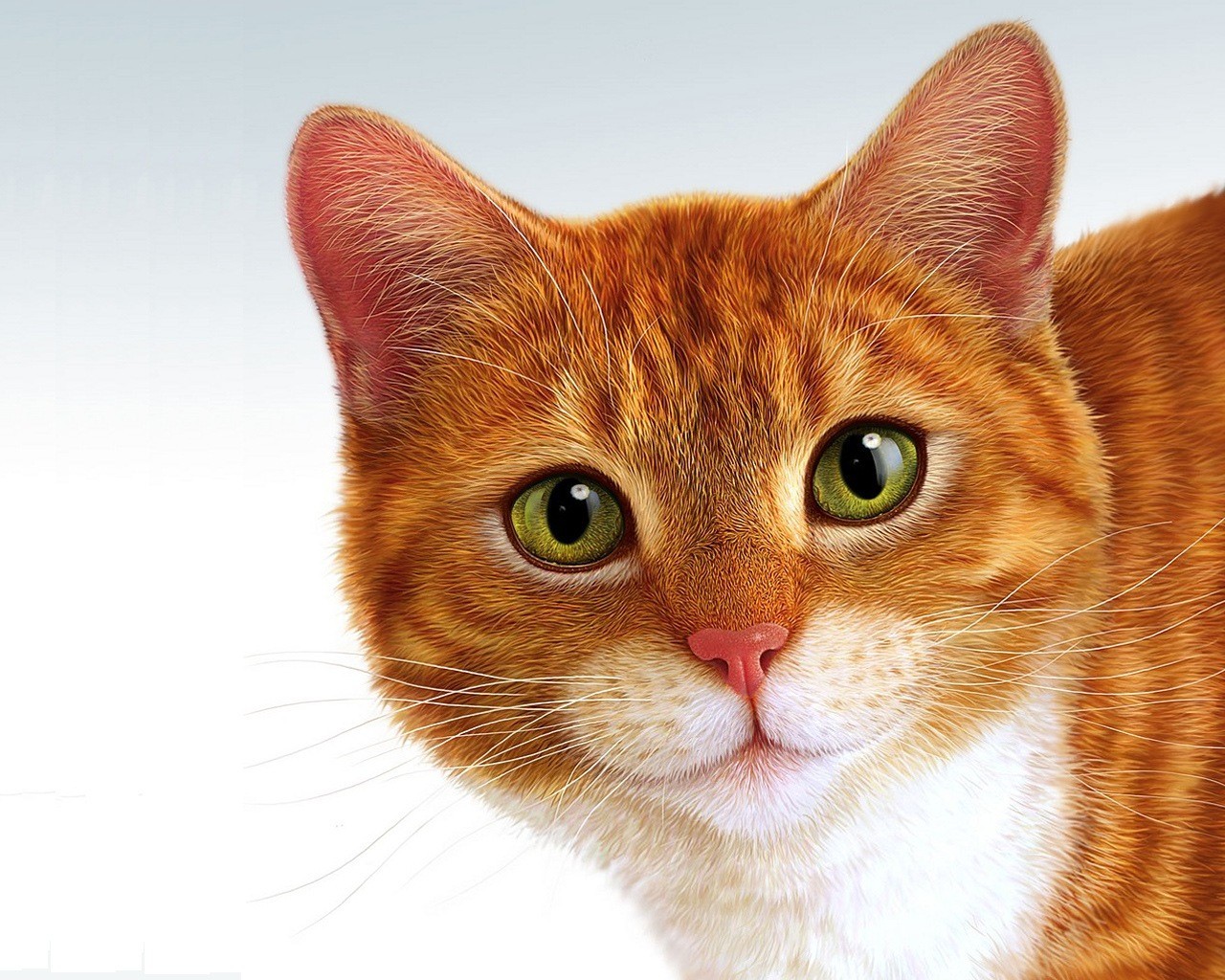 Download mobile wallpaper Cat, Animal for free.