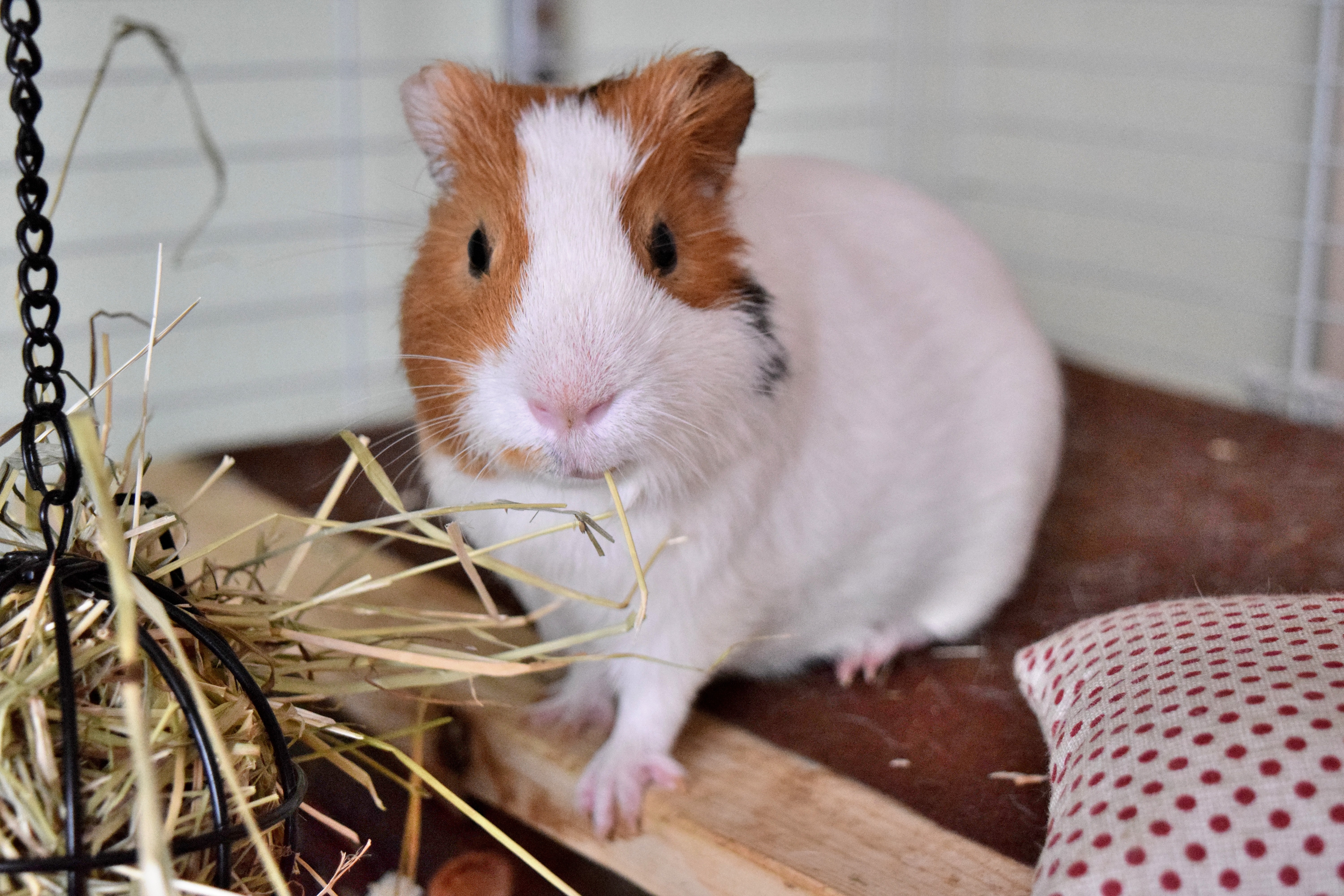 guinea pig, animals, rodent, cell, cage