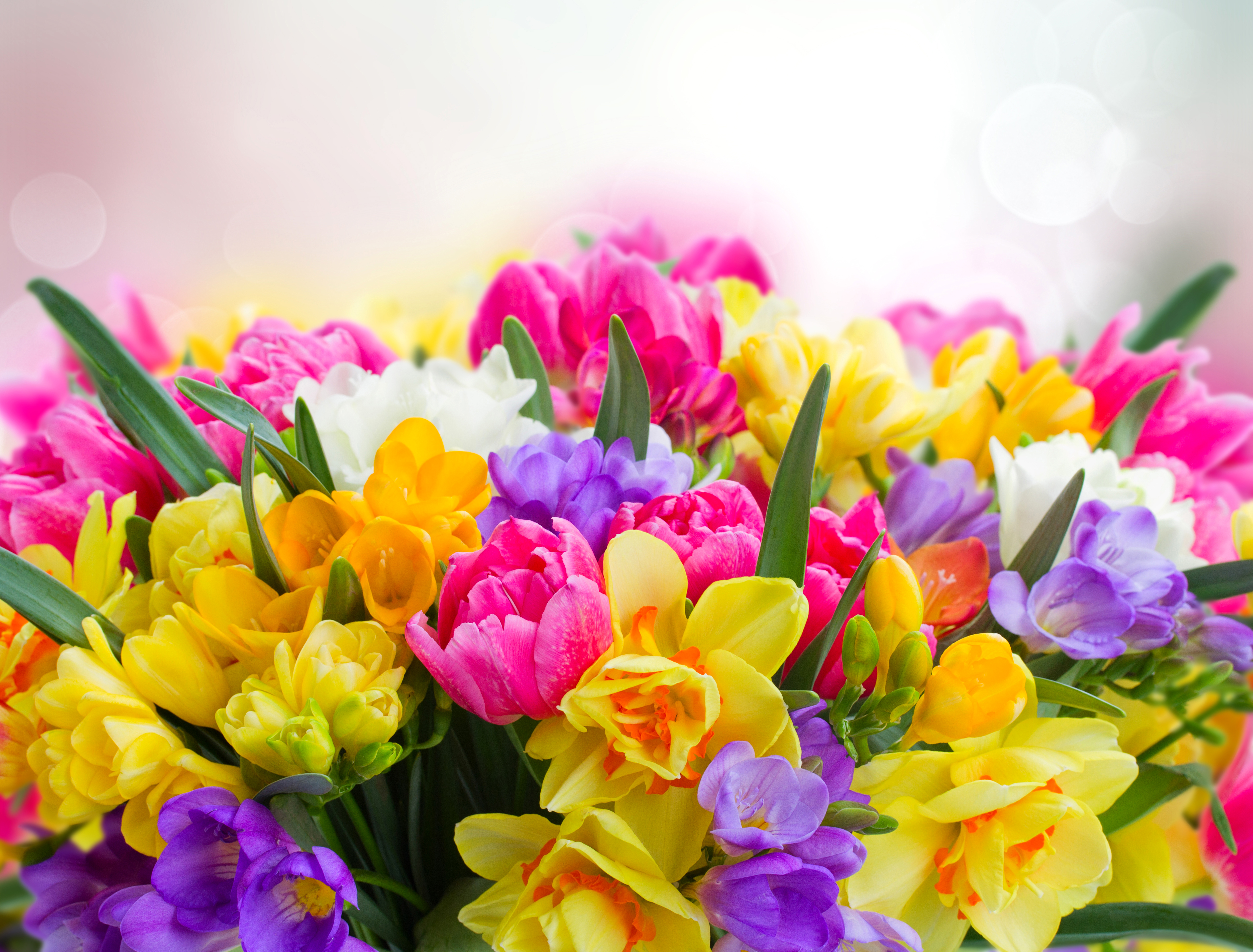 383838 скачать картинку фиолетовый цветок, желтый цветок, розовый цветок, красочный, земля/природа, цветок, цвета, флауэрсы - обои и заставки бесплатно