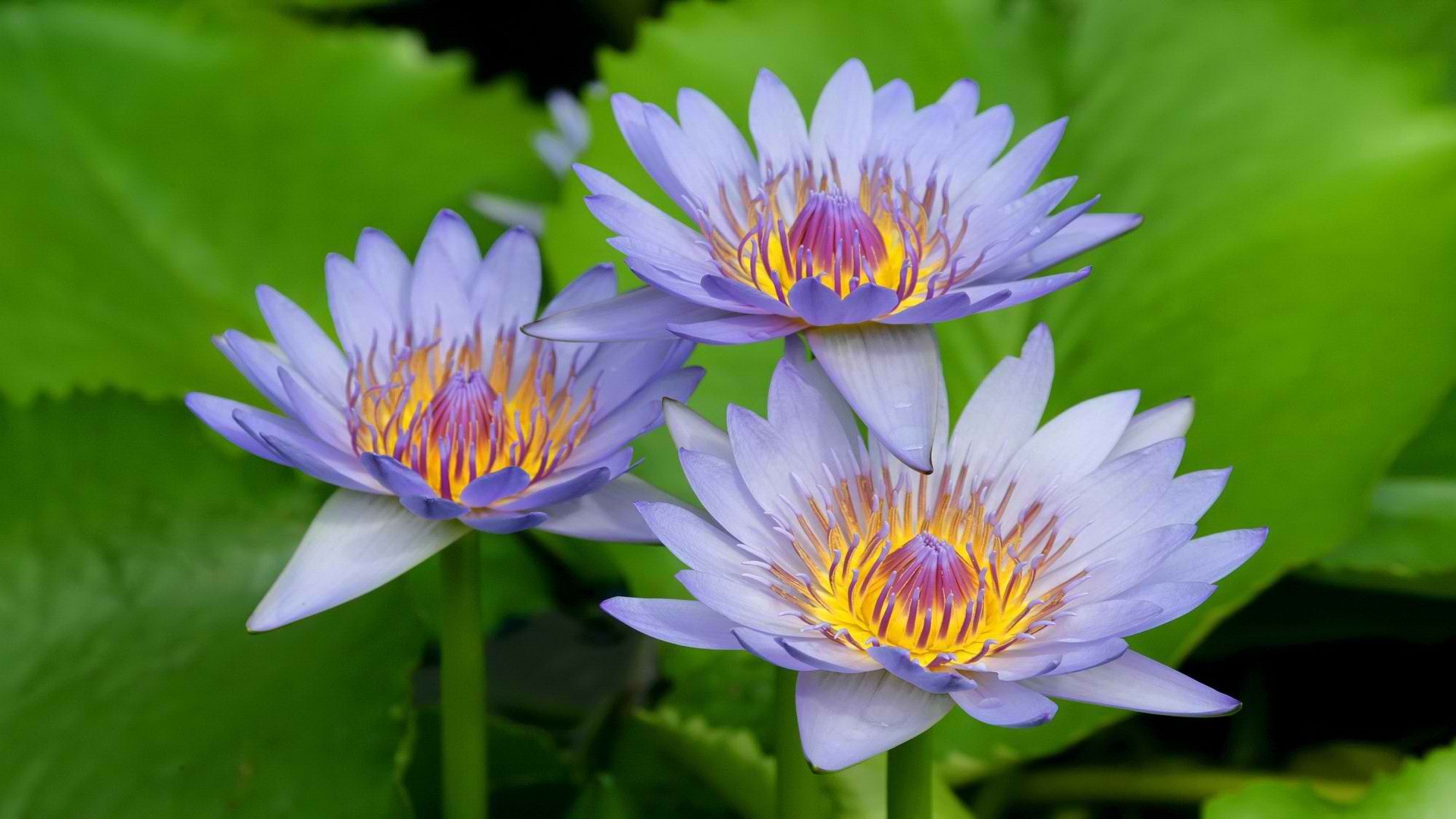 Téléchargez gratuitement l'image Lotus, Terre/nature sur le bureau de votre PC