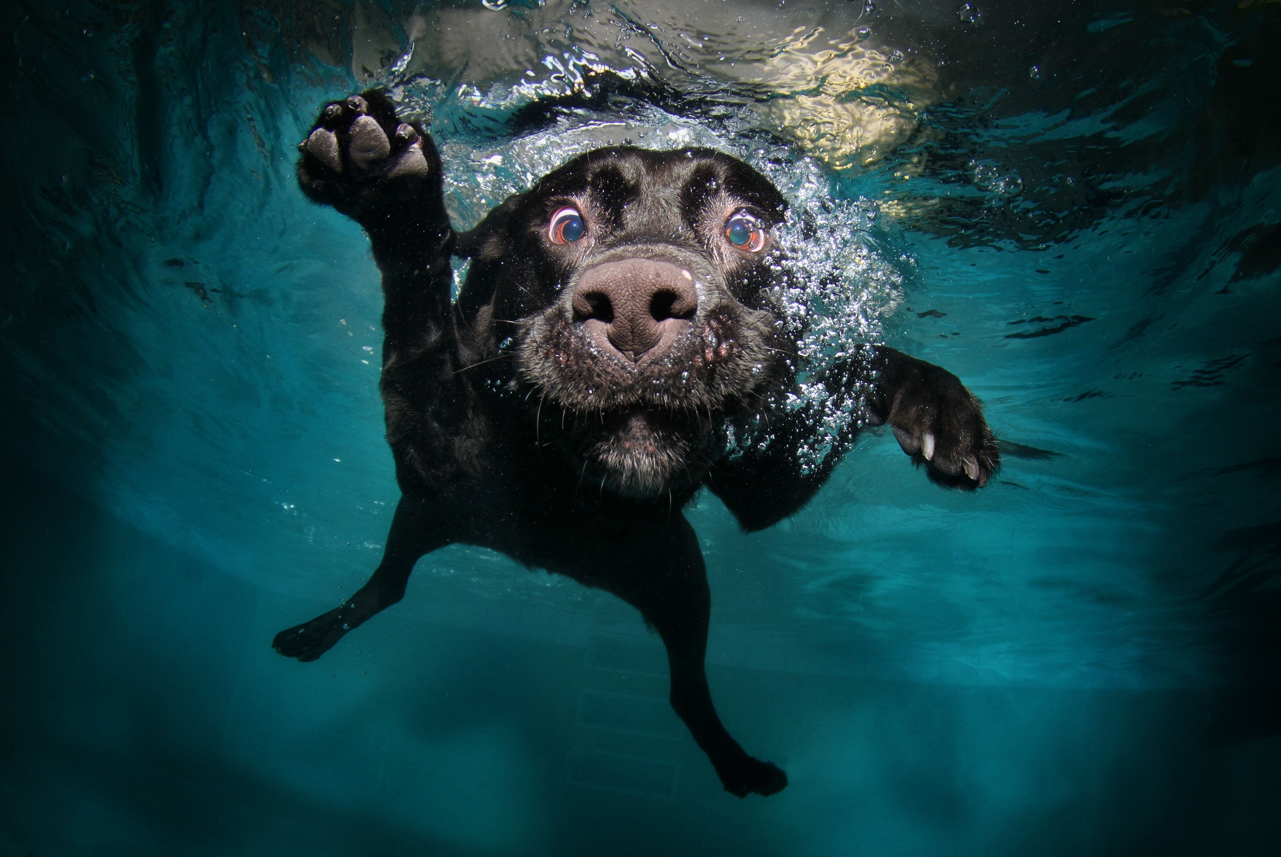 70713 descargar fondo de pantalla perro, negro, animales, agua, nadar, bajo el agua, submarino, flotadores: protectores de pantalla e imágenes gratis