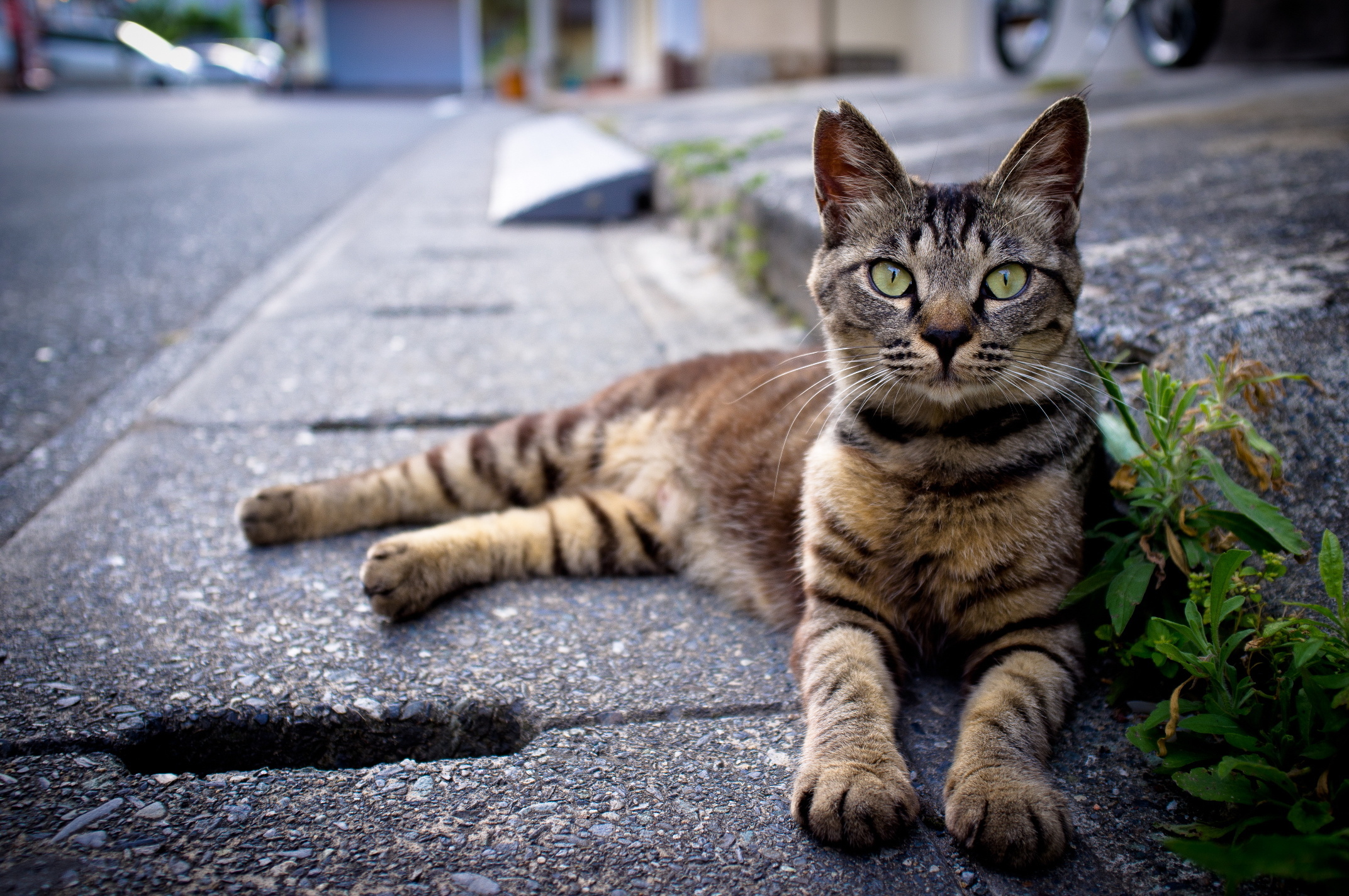 Baixar papel de parede para celular de Gato, Gatos, Animais gratuito.