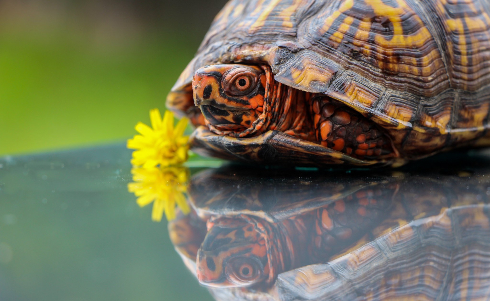 Download mobile wallpaper Turtles, Reflection, Animal, Turtle for free.