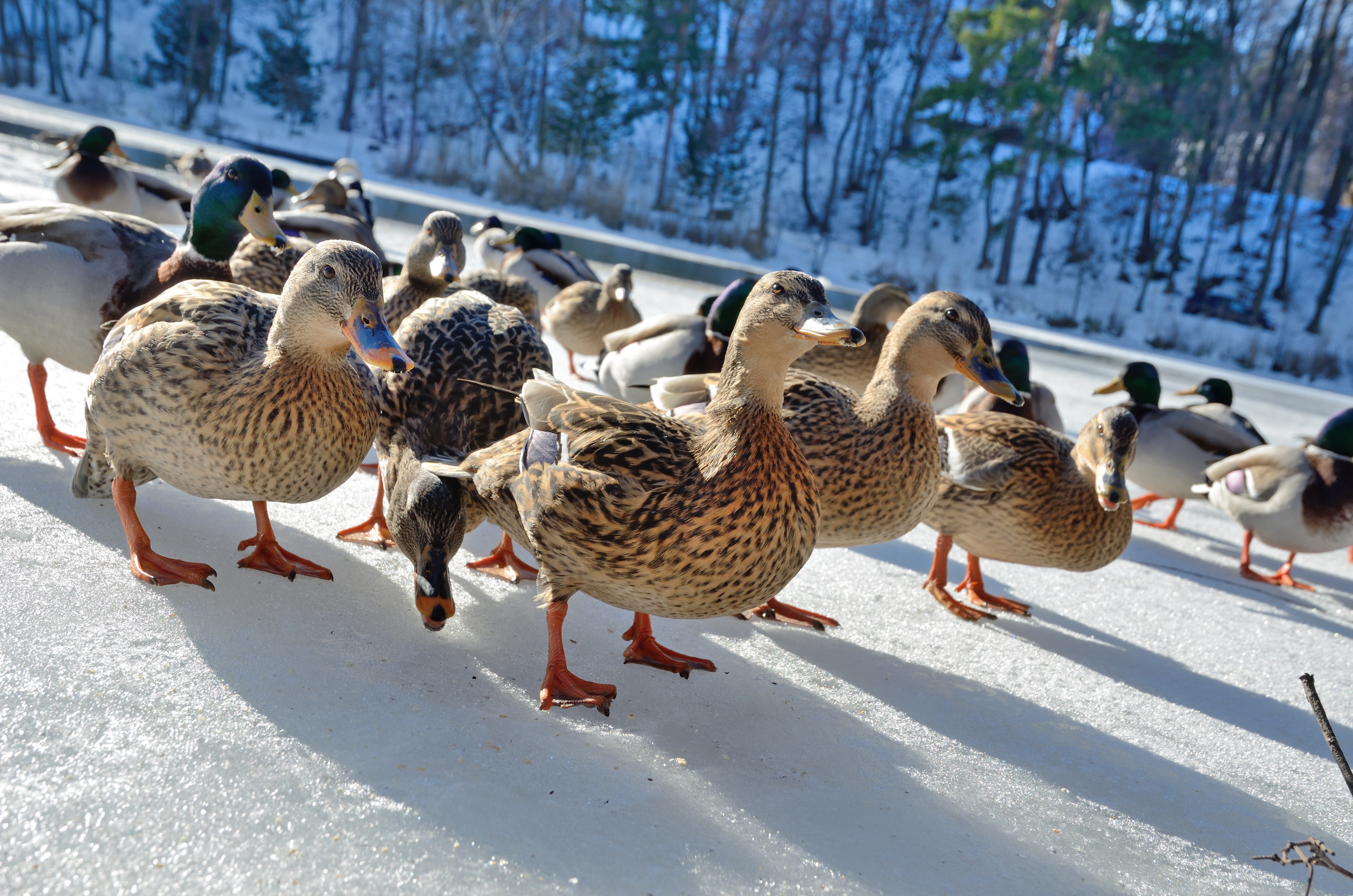 Download mobile wallpaper Winter, Birds, Snow, Bird, Animal, Duck, Flock Of Birds for free.