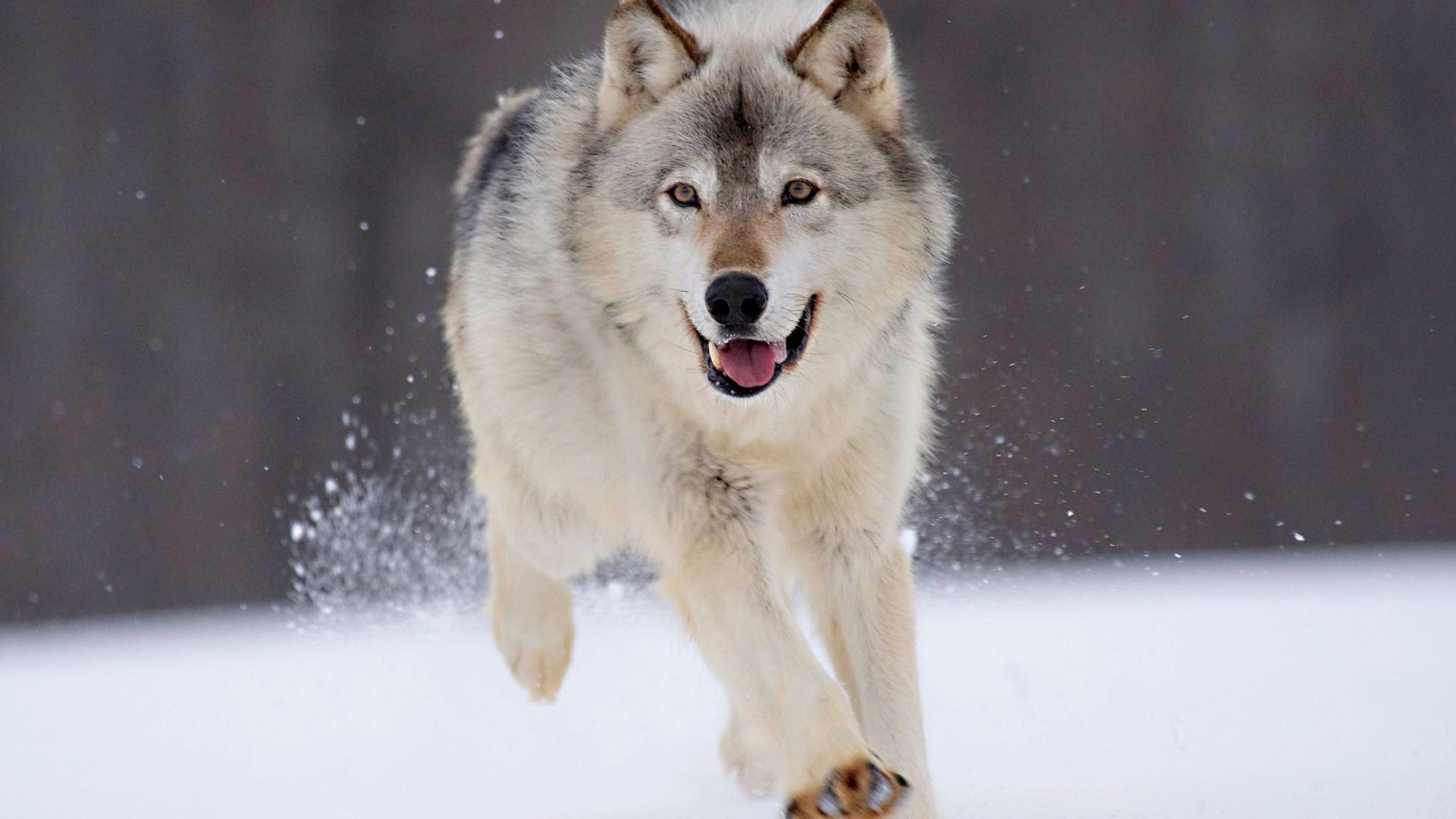 Téléchargez gratuitement l'image Animaux, Loup sur le bureau de votre PC