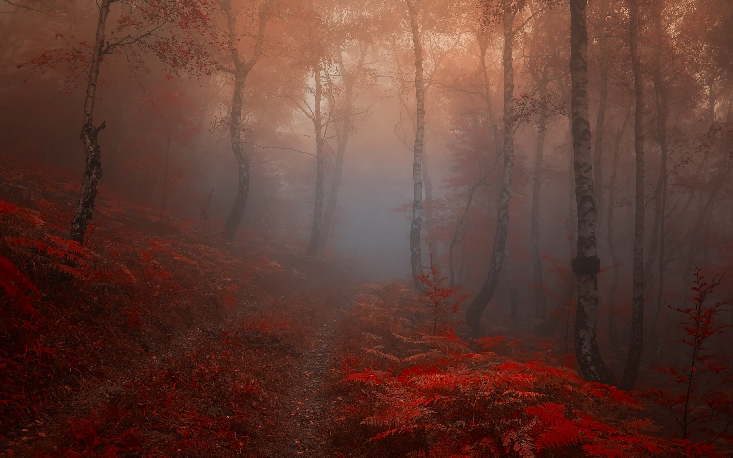 Скачать картинку Осень, Лес, Туман, Земля/природа в телефон бесплатно.