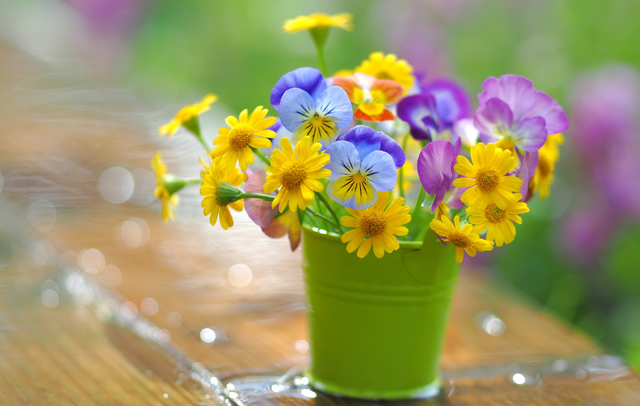 Free download wallpaper Flower, Daisy, Man Made, Pansy on your PC desktop