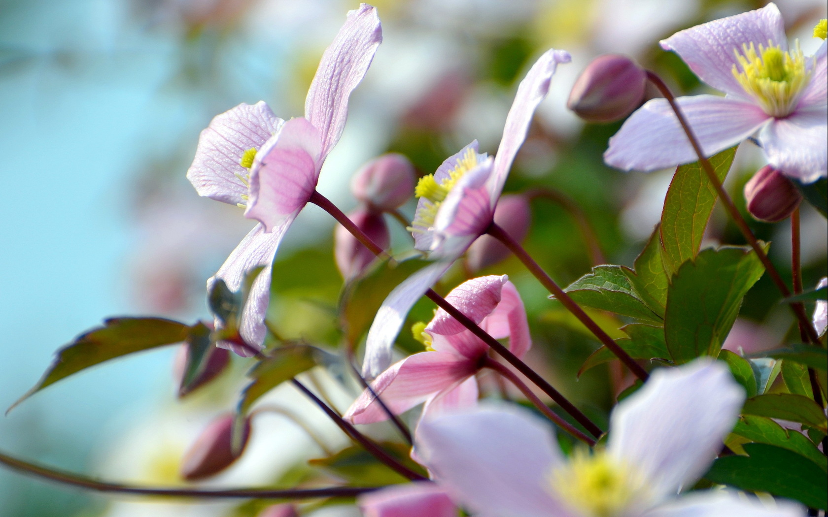 Téléchargez gratuitement l'image Fleurs, Fleur, Terre/nature sur le bureau de votre PC