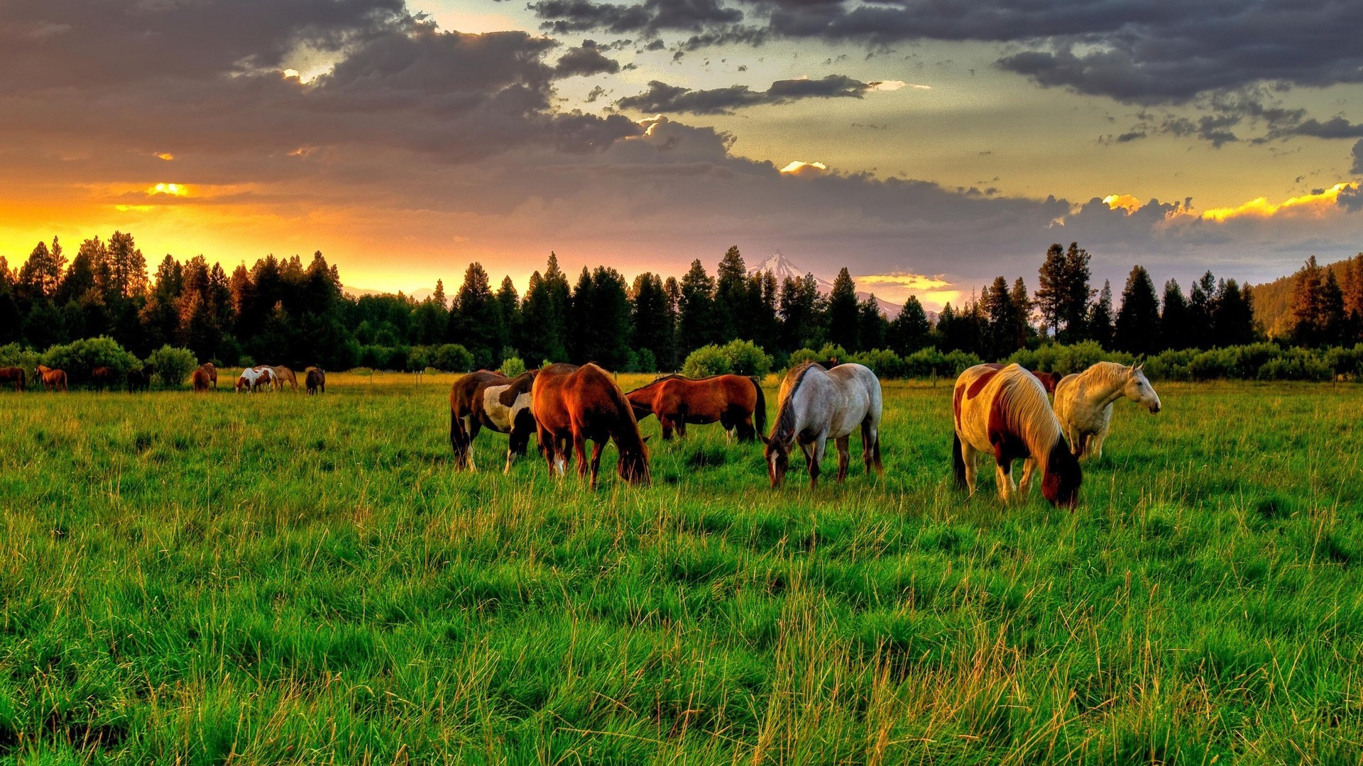 40300 Bild herunterladen pferde, tiere - Hintergrundbilder und Bildschirmschoner kostenlos