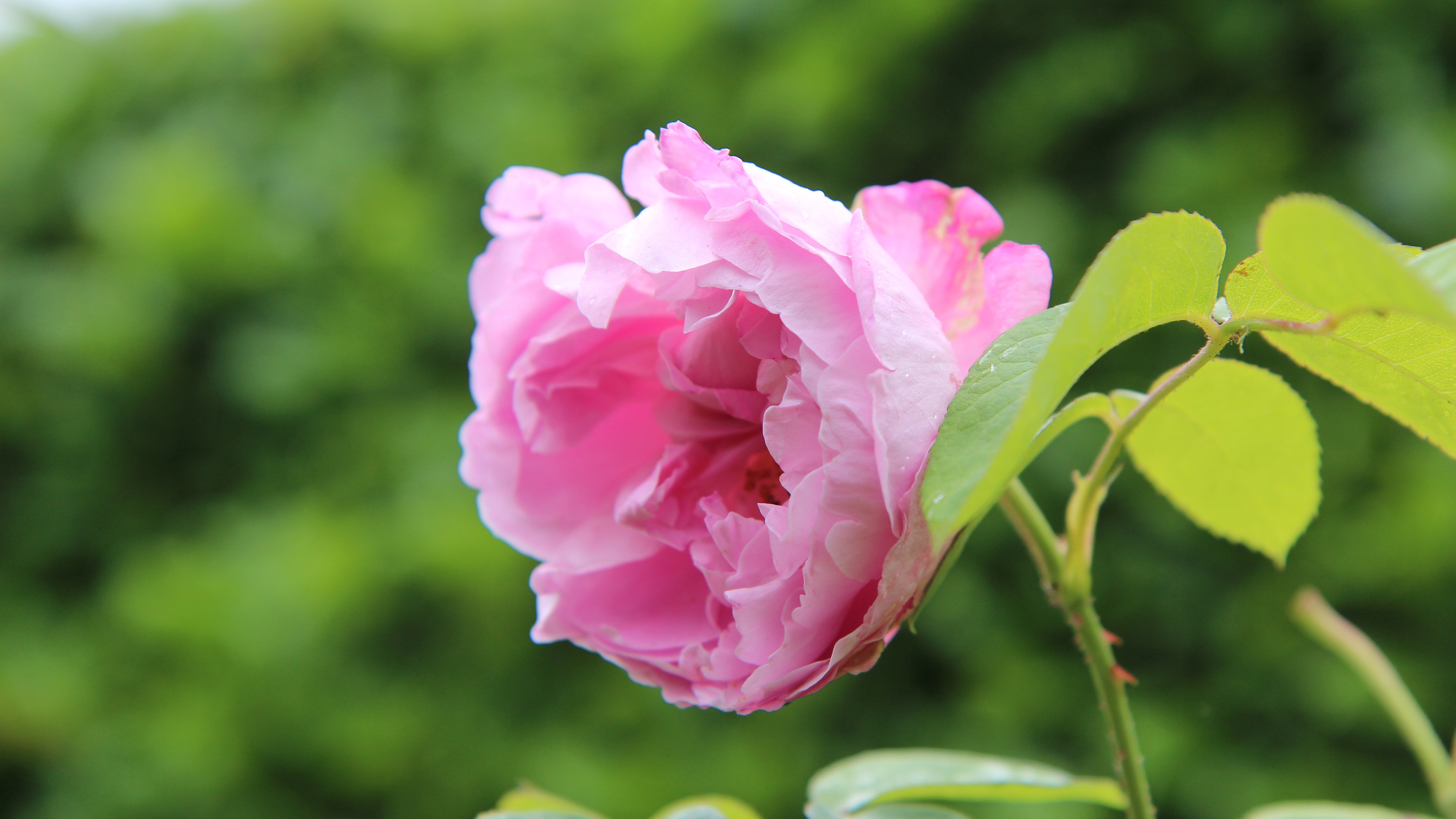 Descarga gratis la imagen Flores, Rosa, Flor Rosa, Tierra/naturaleza en el escritorio de tu PC