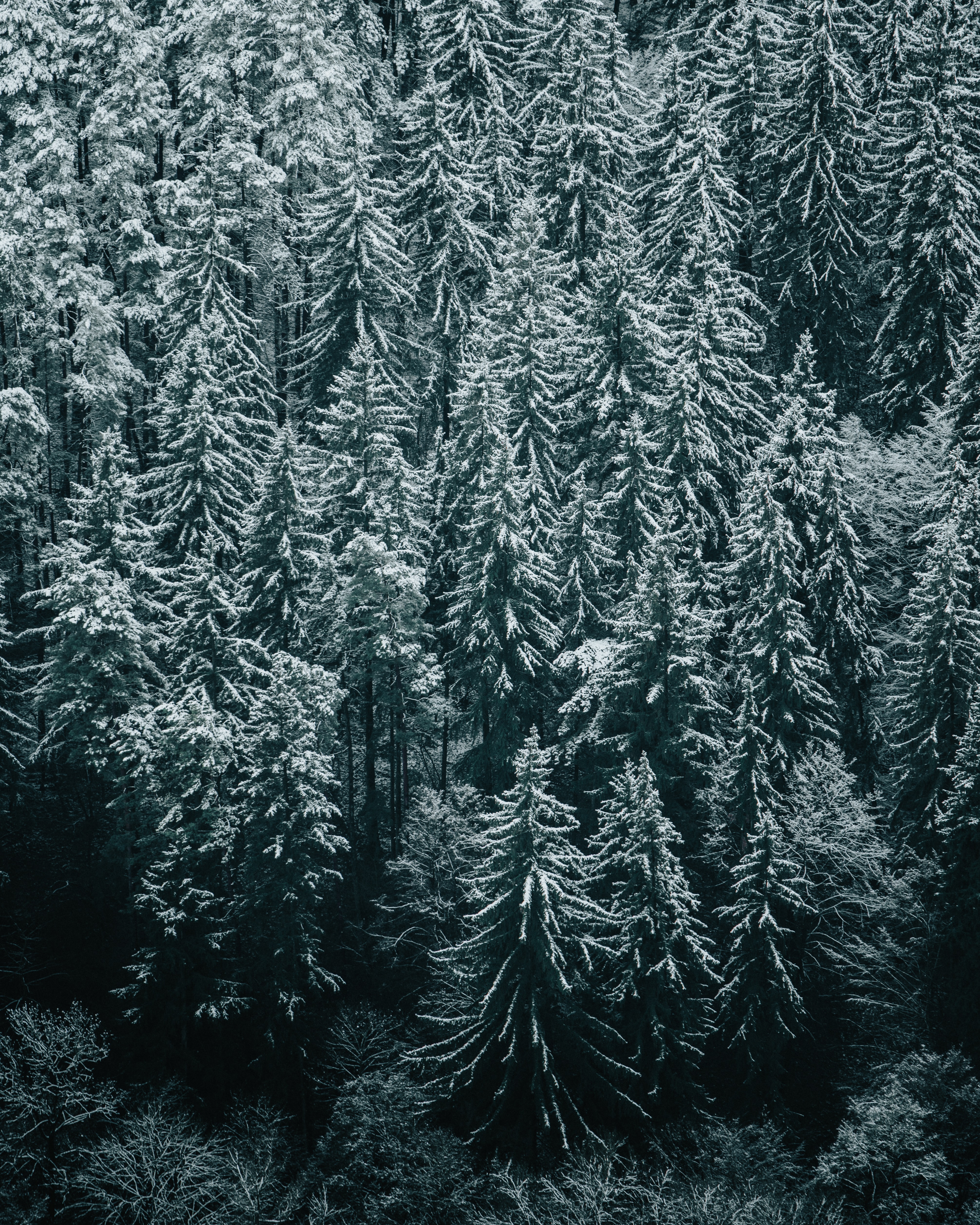 Скачать картинку Ели, Снег, Деревья, Лес, Природа, Зима в телефон бесплатно.