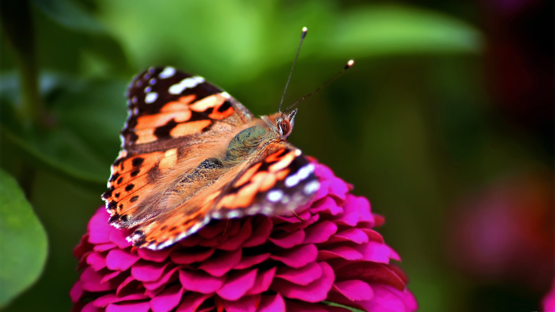 532912 Bildschirmschoner und Hintergrundbilder Schmetterlinge auf Ihrem Telefon. Laden Sie  Bilder kostenlos herunter