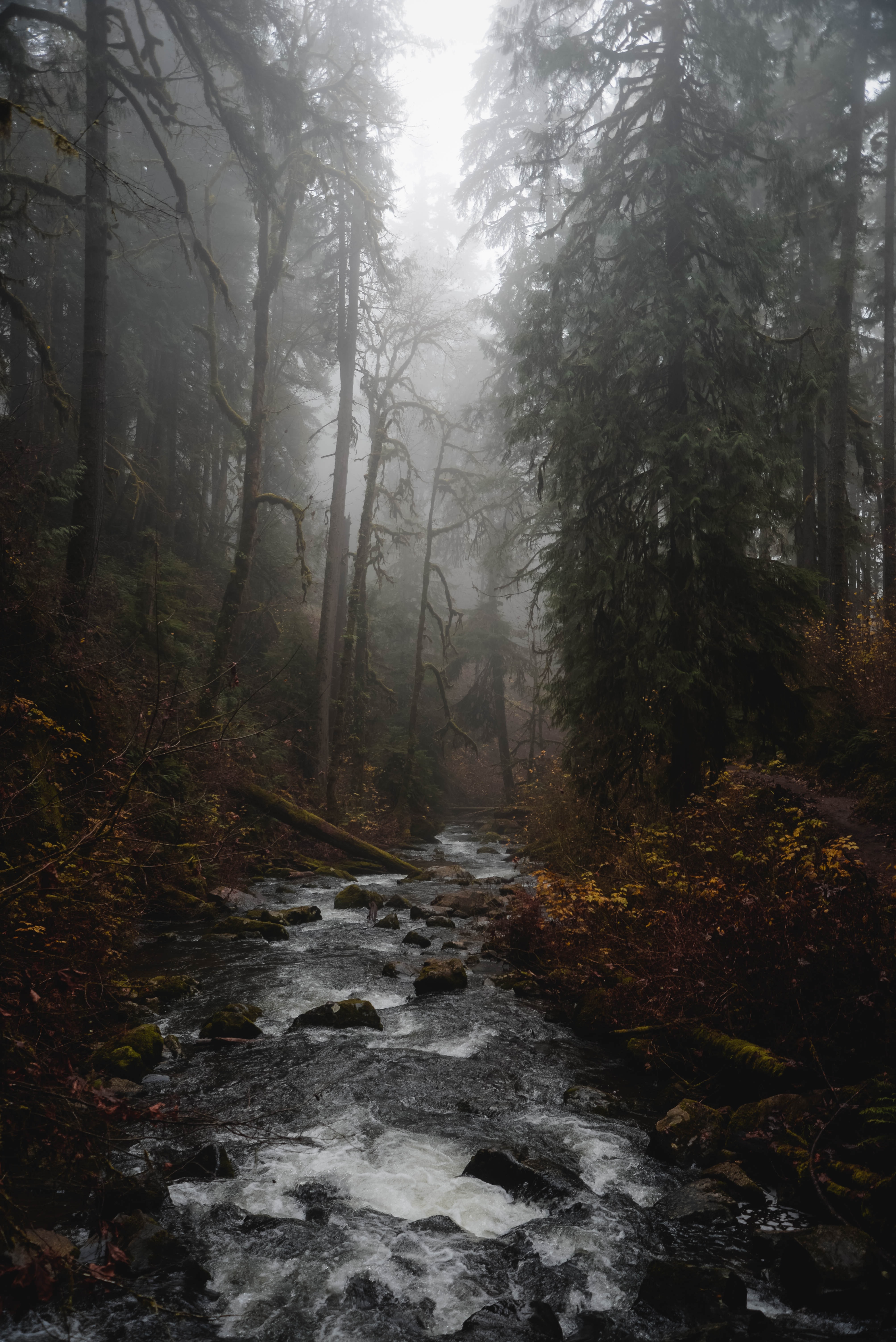 forest, nature, rivers, trees, fog, creek, brook