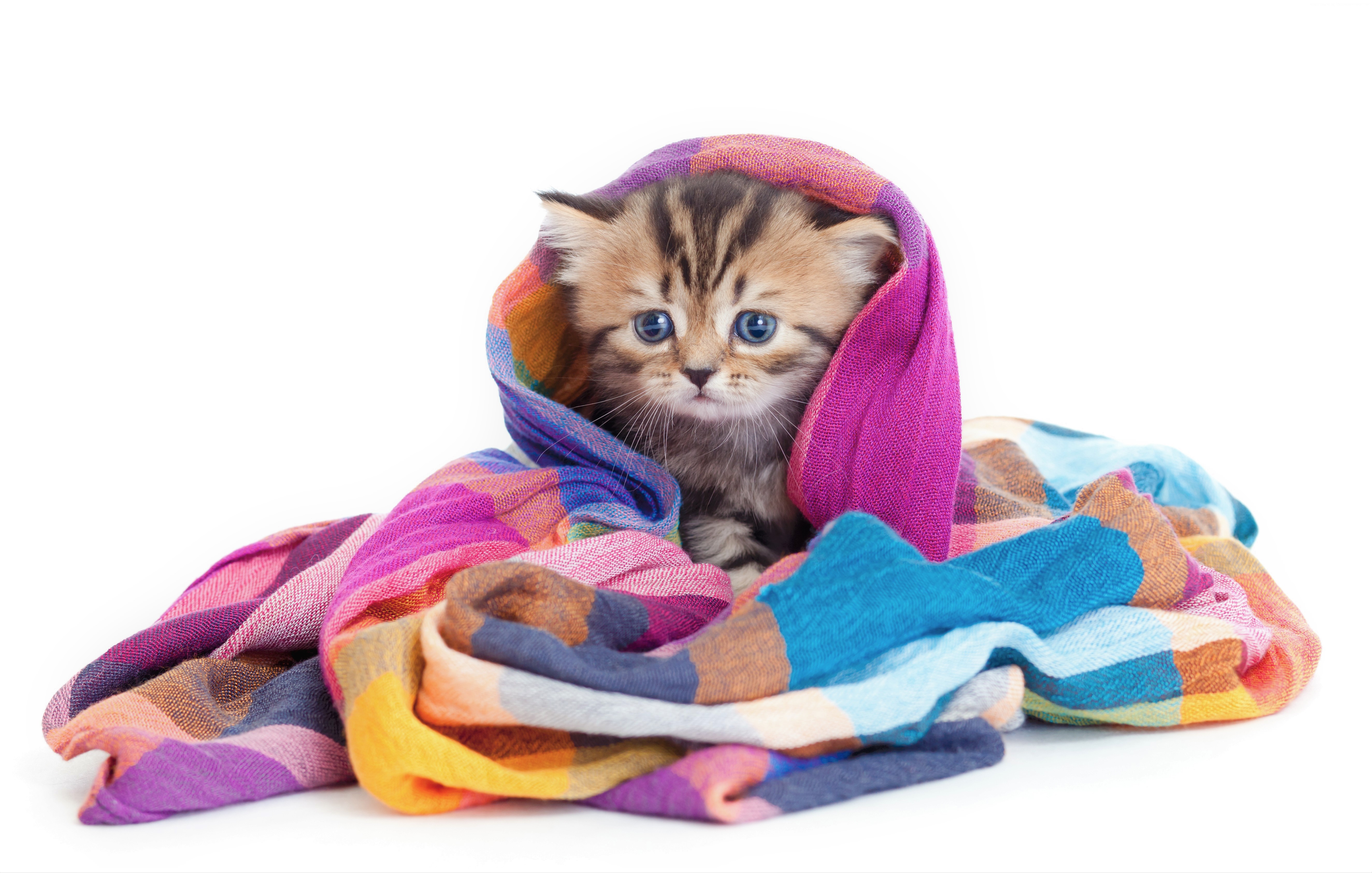 430043 скачать картинку детеныш животного, животные, кошка, одеяло, красочный, милые, котенок, кошки - обои и заставки бесплатно