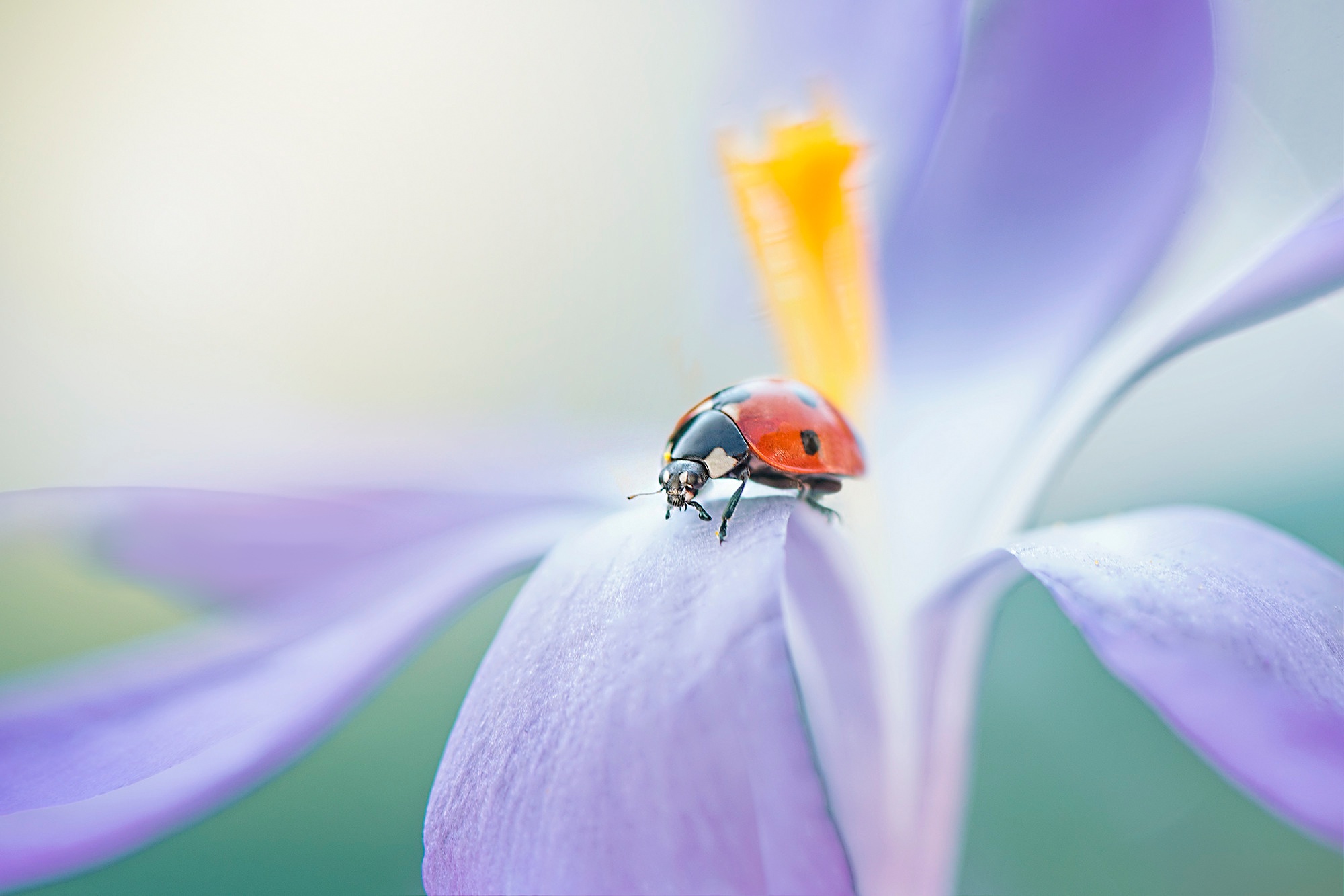 Laden Sie das Tiere, Marienkäfer, Blume, Makro, Insekt-Bild kostenlos auf Ihren PC-Desktop herunter