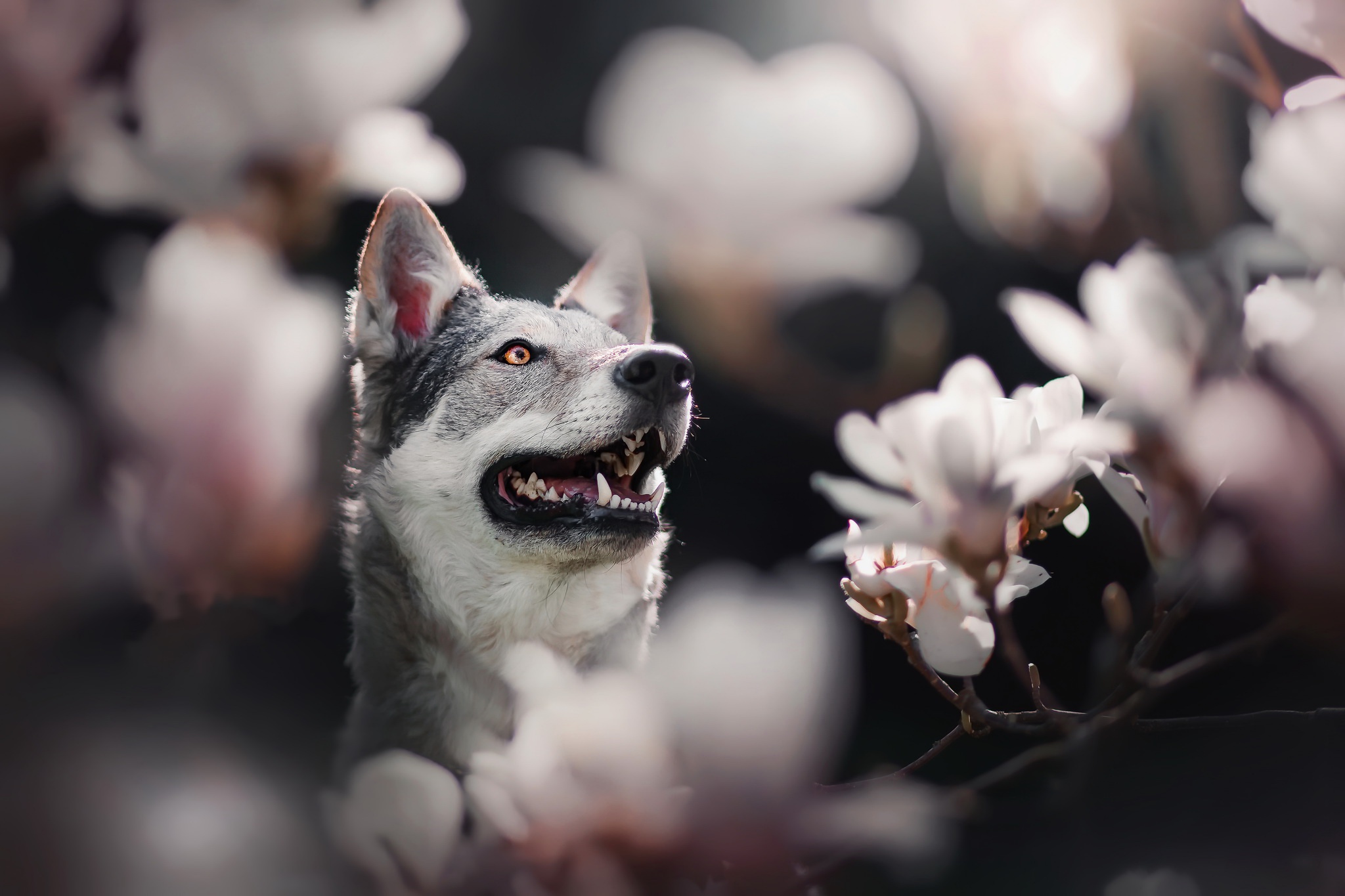 Download mobile wallpaper Dogs, Dog, Animal, White Flower, Blossom for free.