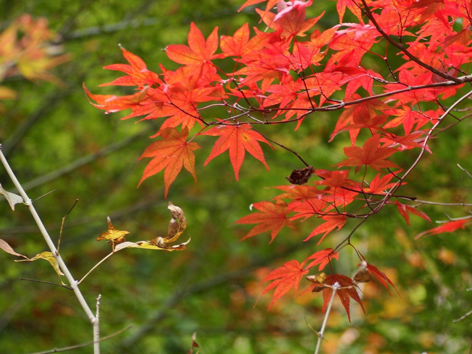 Скачать обои бесплатно Природа, Ветки, Листья, Осень картинка на рабочий стол ПК
