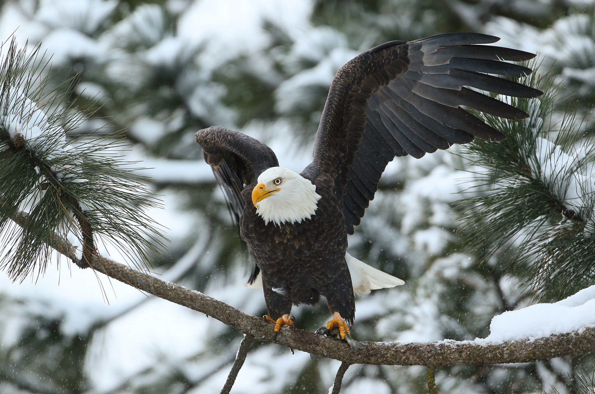 Download mobile wallpaper Winter, Birds, Snow, Branch, Animal, Eagle, Bald Eagle for free.