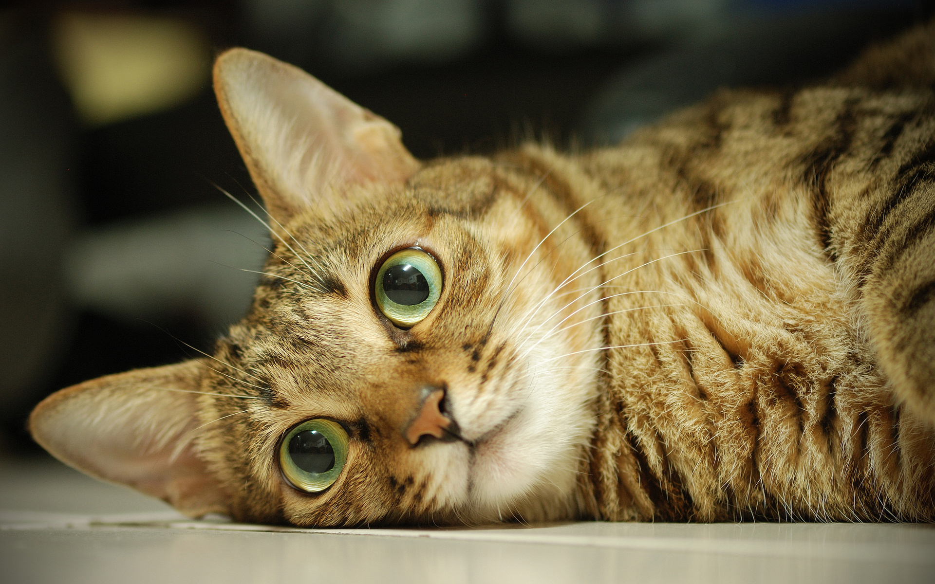 Baixe gratuitamente a imagem Animais, Gatos, Gato na área de trabalho do seu PC