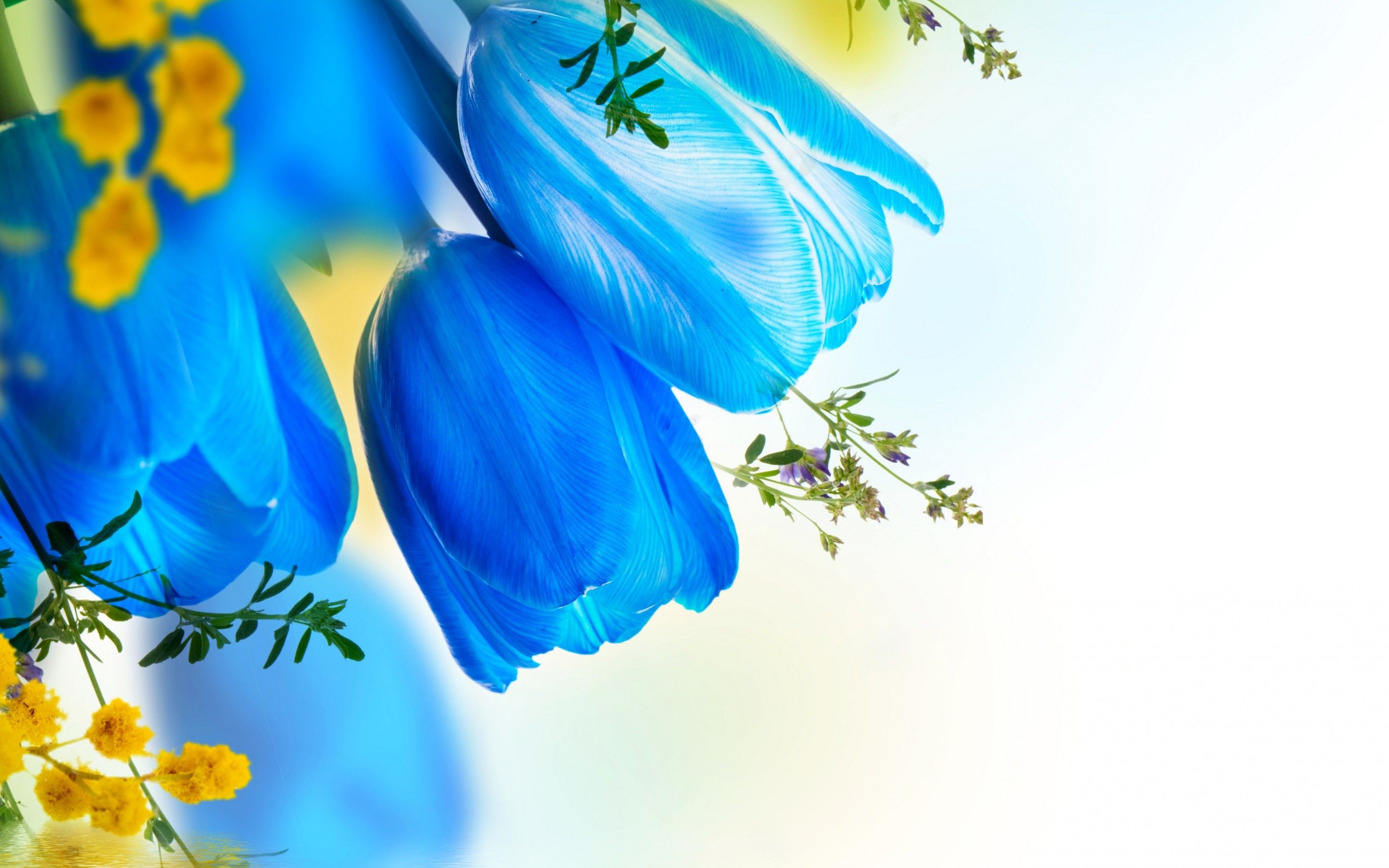 Handy-Wallpaper Blumen, Tulpe, Erde/natur kostenlos herunterladen.