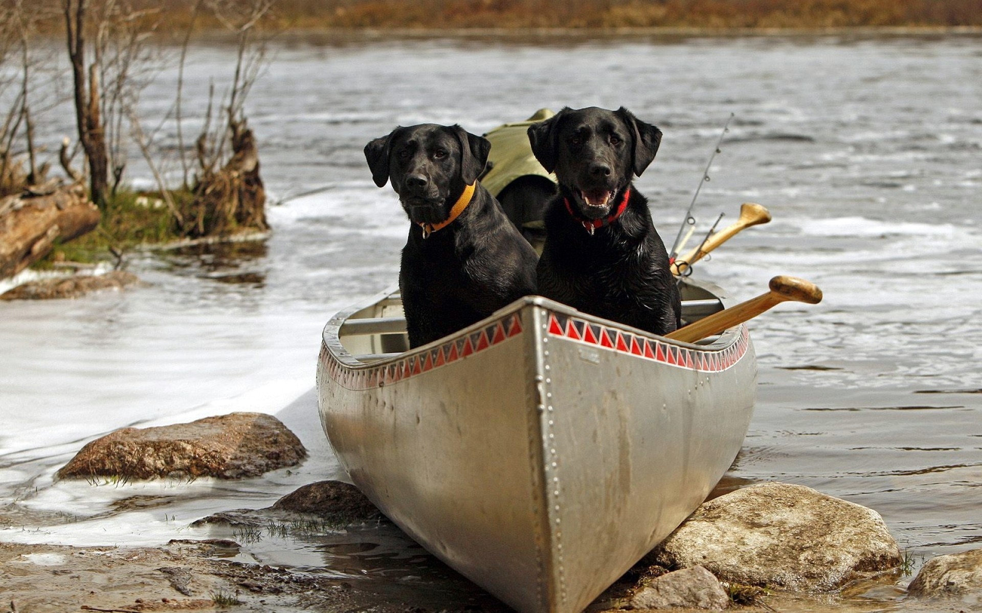 Handy-Wallpaper Hunde, Hund, Tiere kostenlos herunterladen.