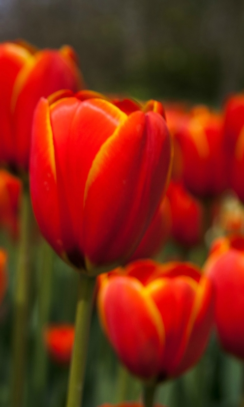 Download mobile wallpaper Flowers, Flower, Earth, Tulip for free.