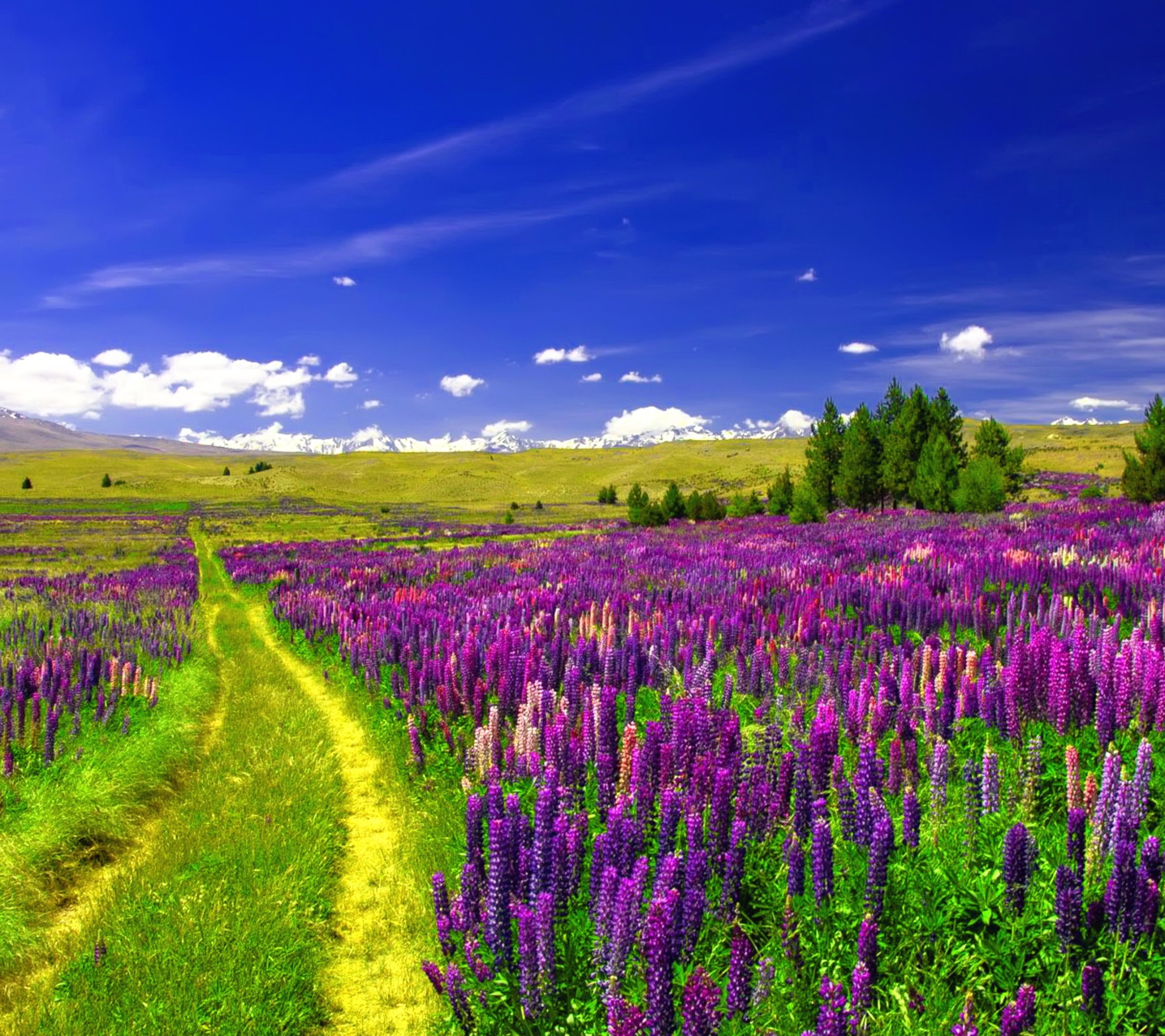 Free download wallpaper Landscape, Flower, Earth, Field, Path, Lupine, Purple Flower on your PC desktop