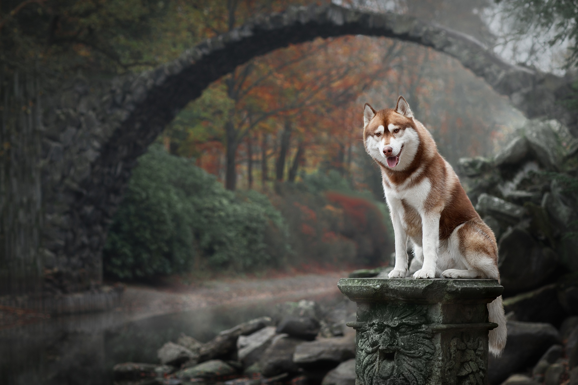 Download mobile wallpaper Dogs, Dog, Animal, Arch, Husky, Depth Of Field for free.