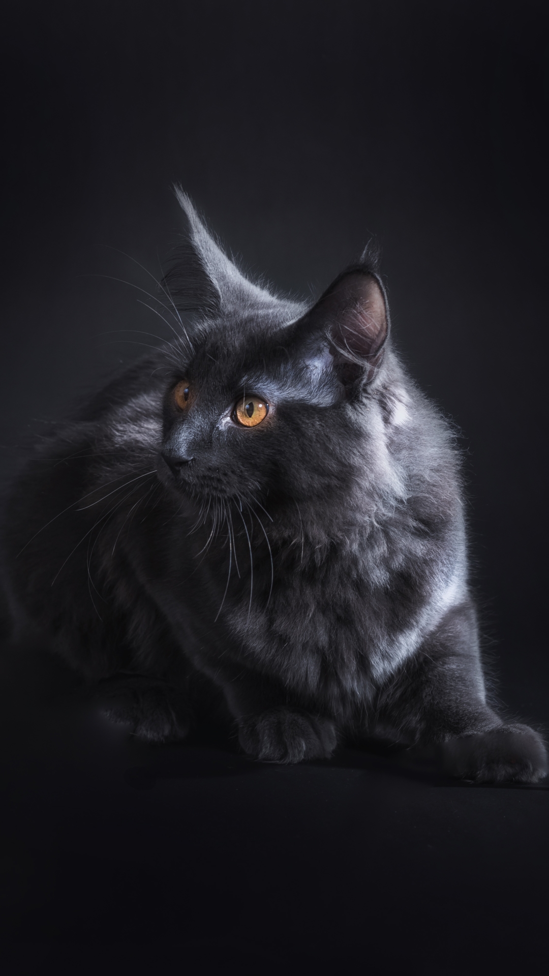 Descarga gratuita de fondo de pantalla para móvil de Animales, Gatos, Gato, Retrato.