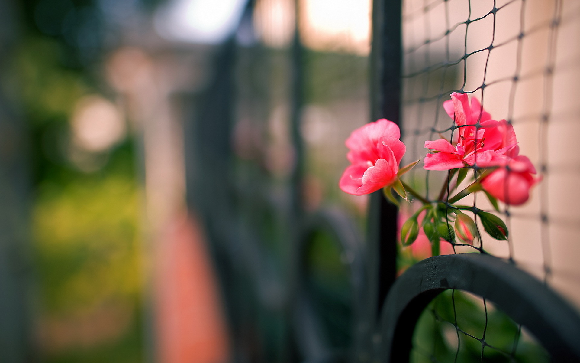 Download mobile wallpaper Macro, Flowers, Fence, Nature, Flower, Earth for free.