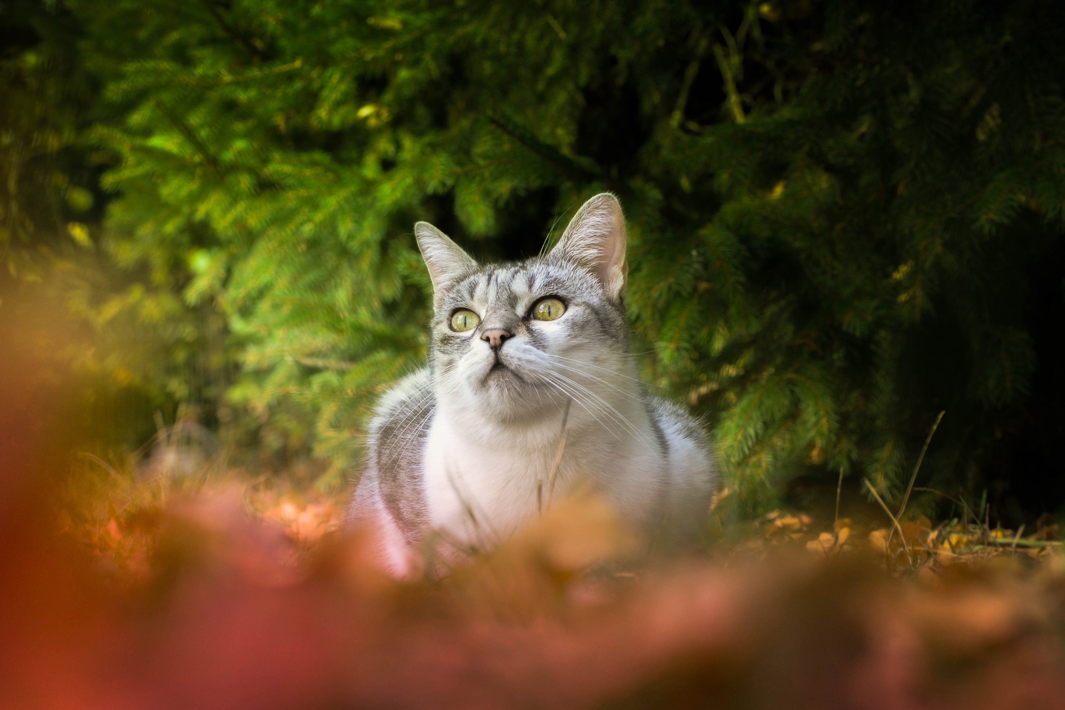 Baixar papel de parede para celular de Animais, Gatos, Gato gratuito.