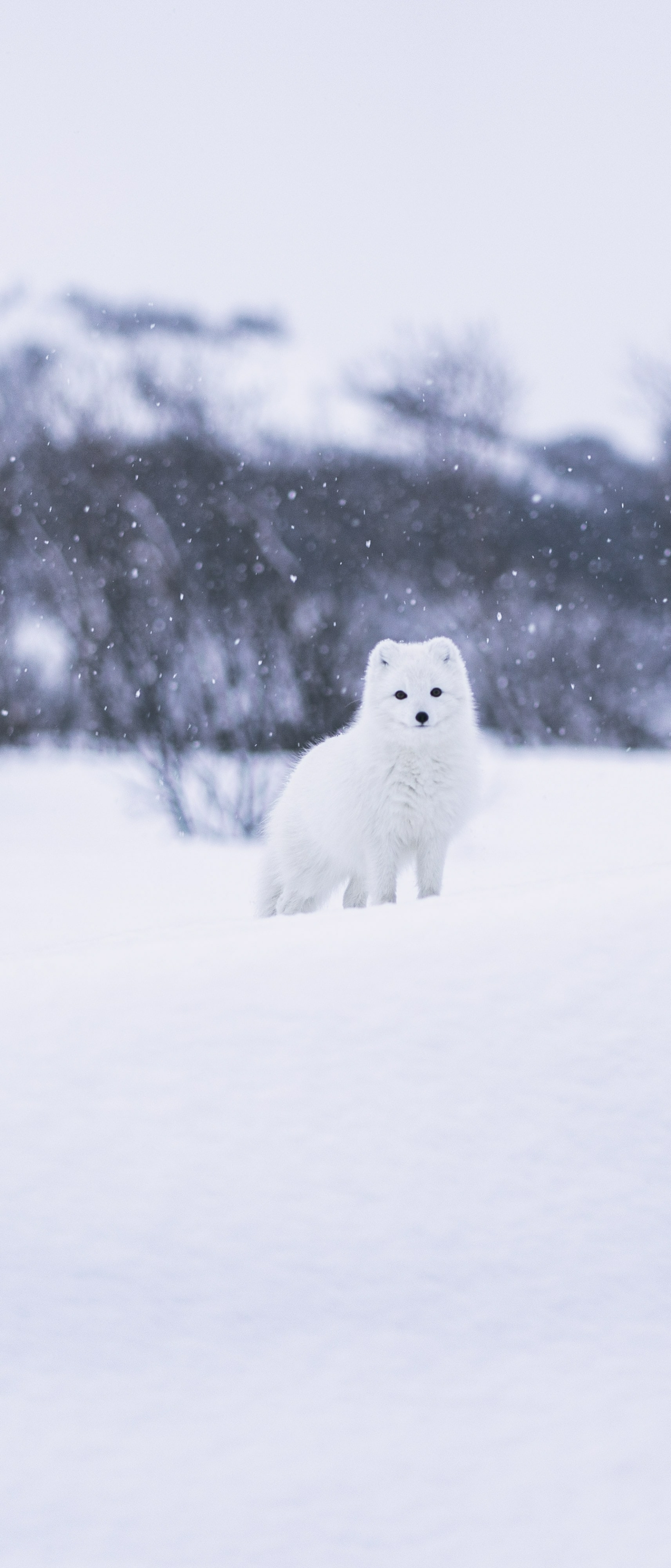 Free download wallpaper Dogs, Animal, Arctic Fox on your PC desktop