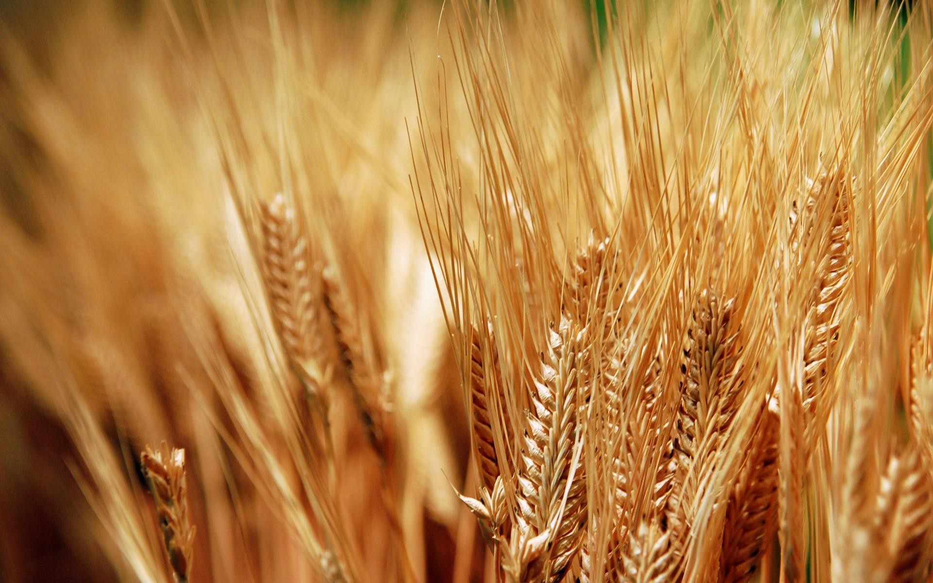 Free download wallpaper Wheat, Earth on your PC desktop