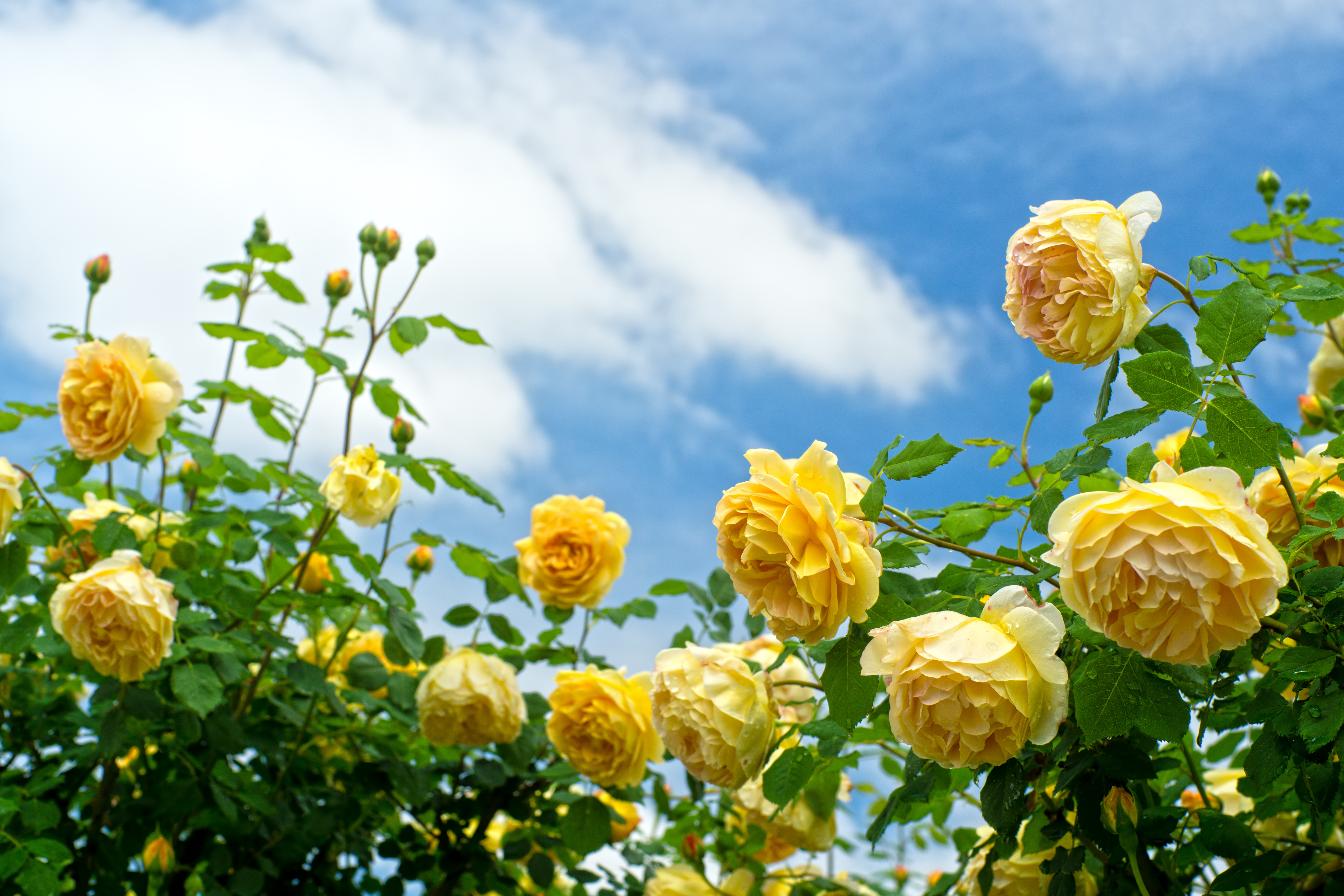 427415 скачать обои желтый цветок, природа, земля/природа, роза, цветок, кусты роз, флауэрсы - заставки и картинки бесплатно