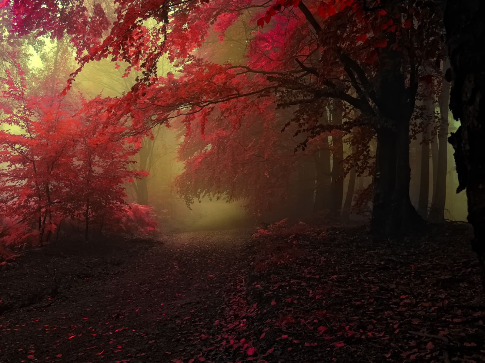 Download mobile wallpaper Forest, Tree, Fall, Earth for free.