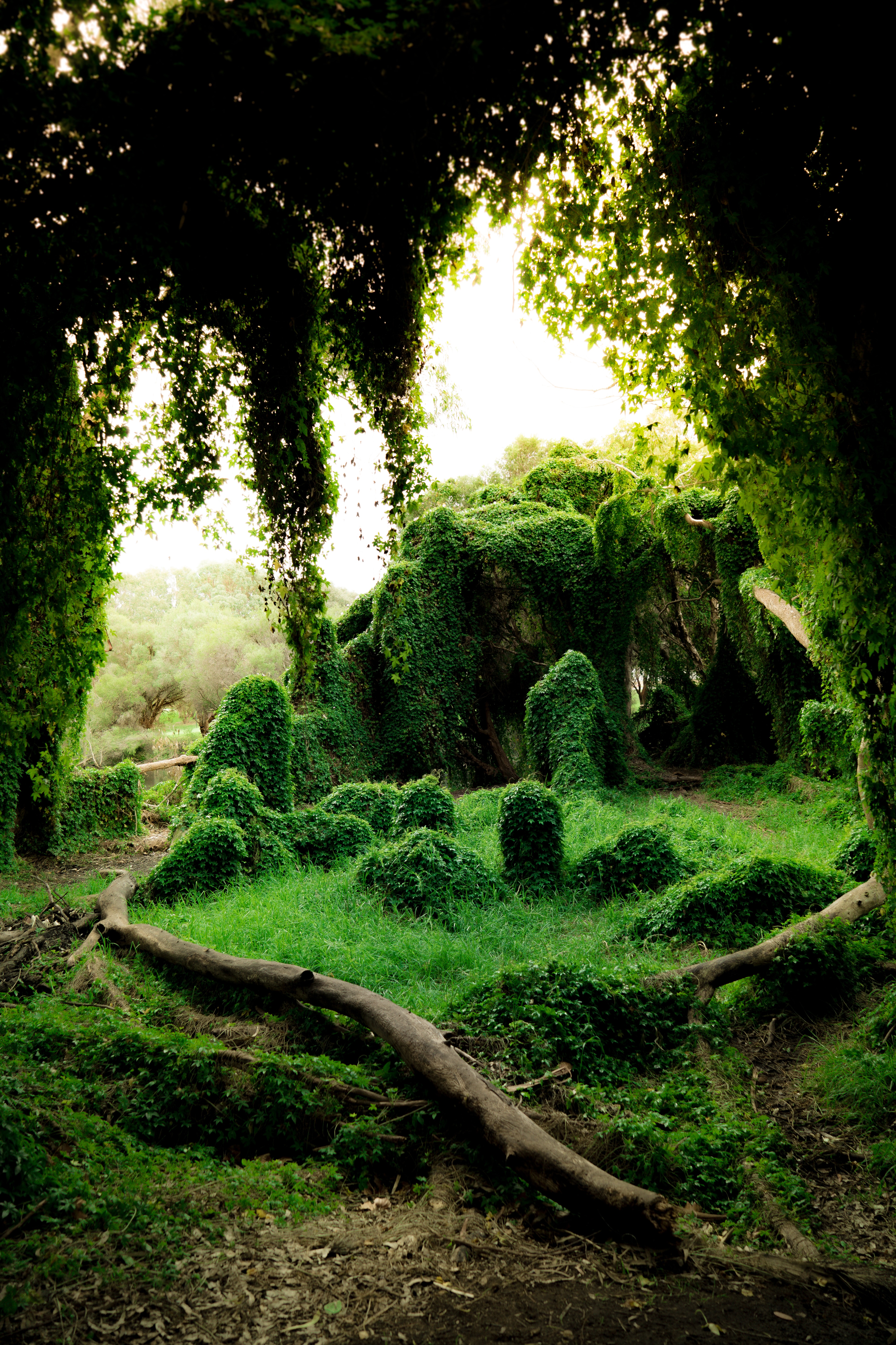 Free download wallpaper Trees, Grass, Bush, Ivy, Nature, Greens on your PC desktop