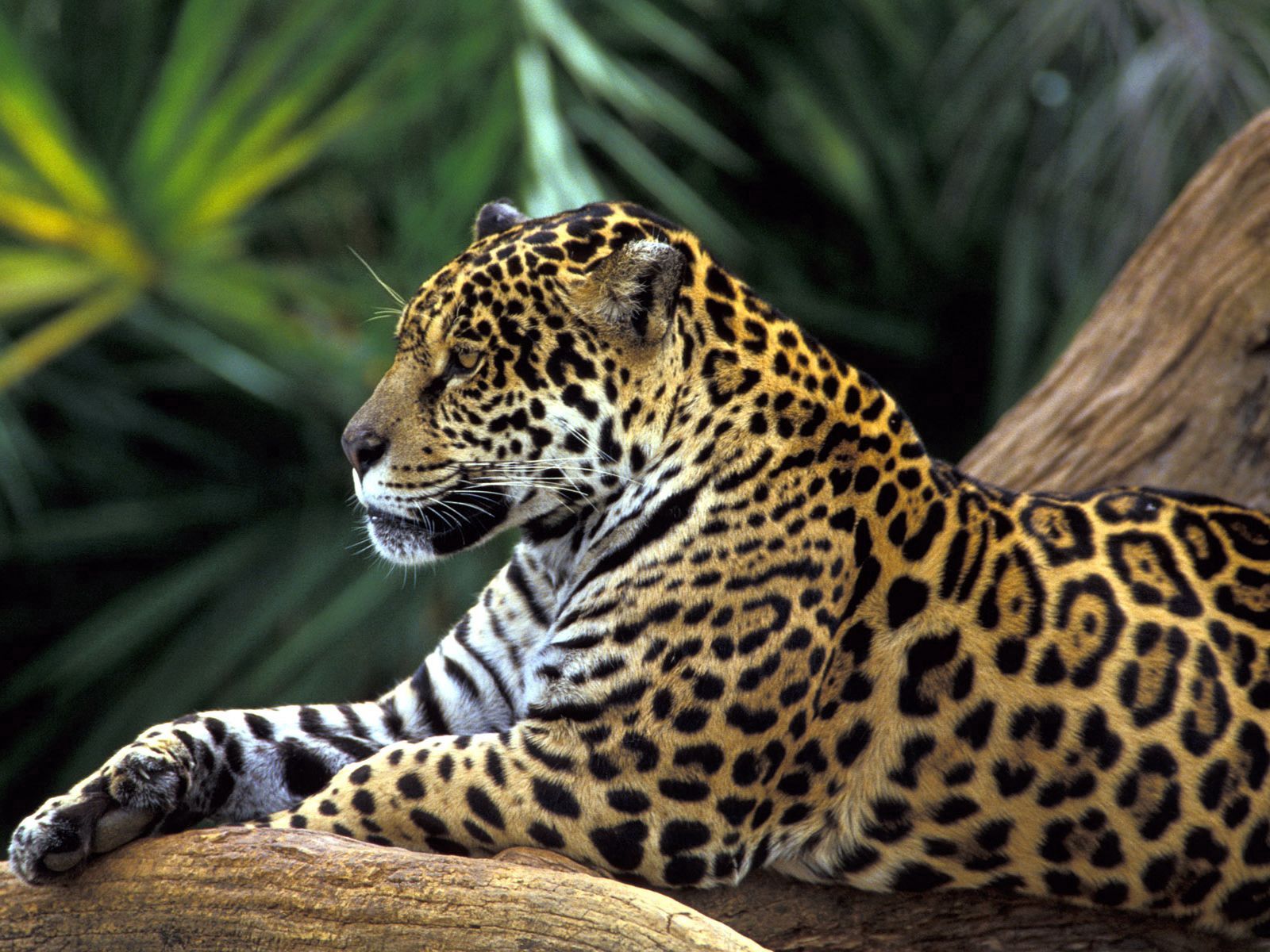 141926 baixar imagens animais, jaguar, sentar, visto, manchado, animal - papéis de parede e protetores de tela gratuitamente